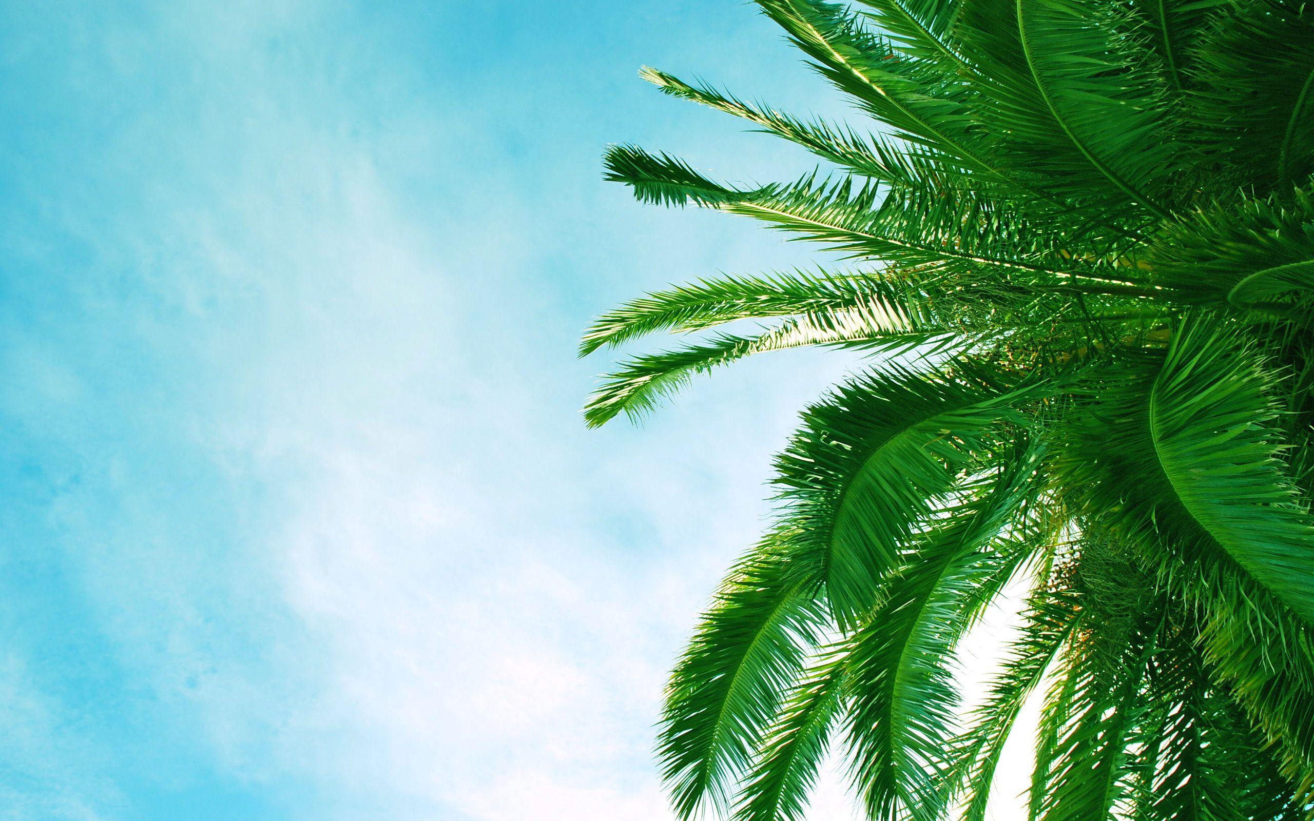 2560x1600 Wonderful HD Palm Tree Wallpaper