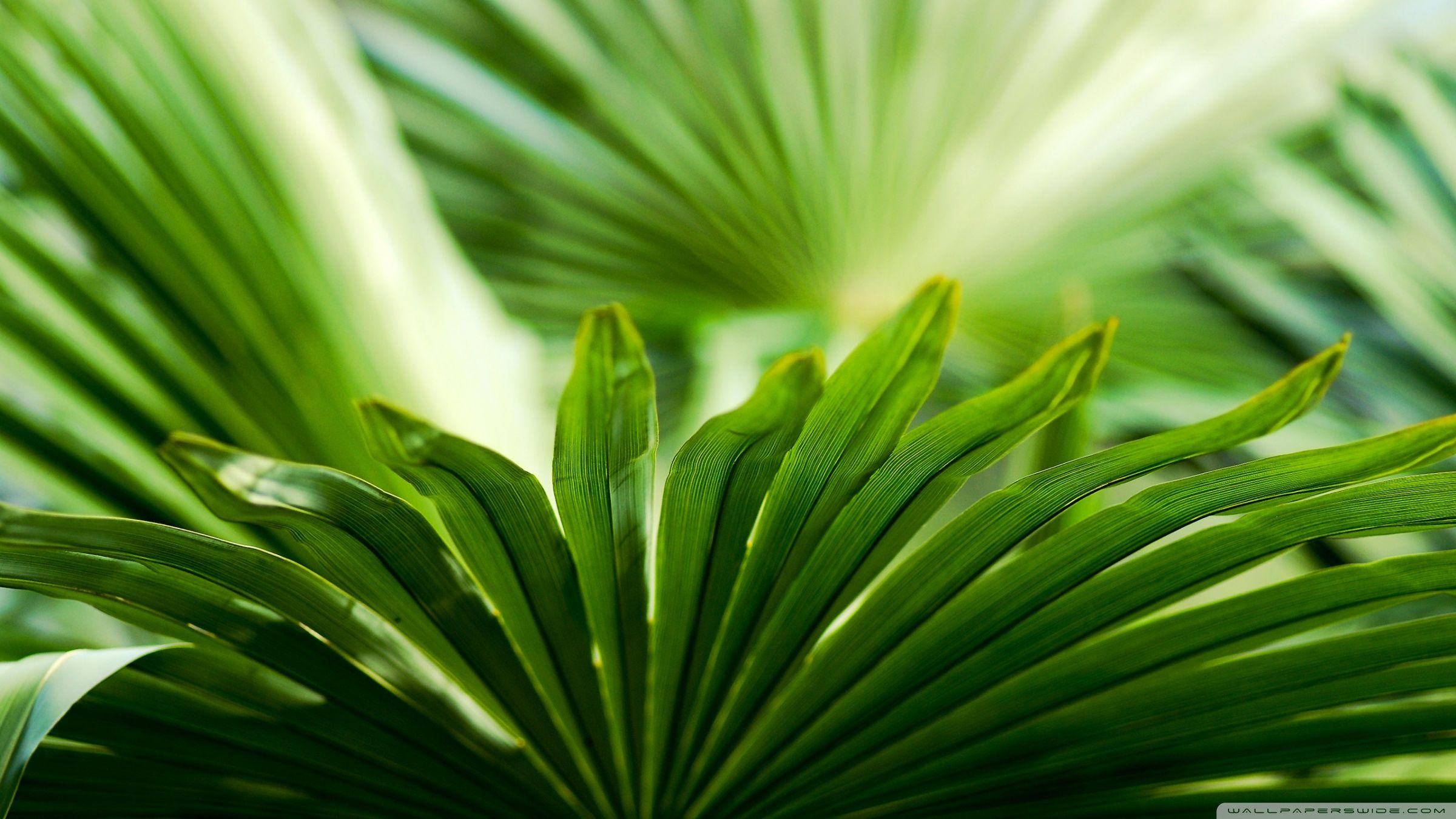 2400x1350 Exotic Leaf ❤ 4K HD Desktop Wallpaper for 4K Ultra HD TV