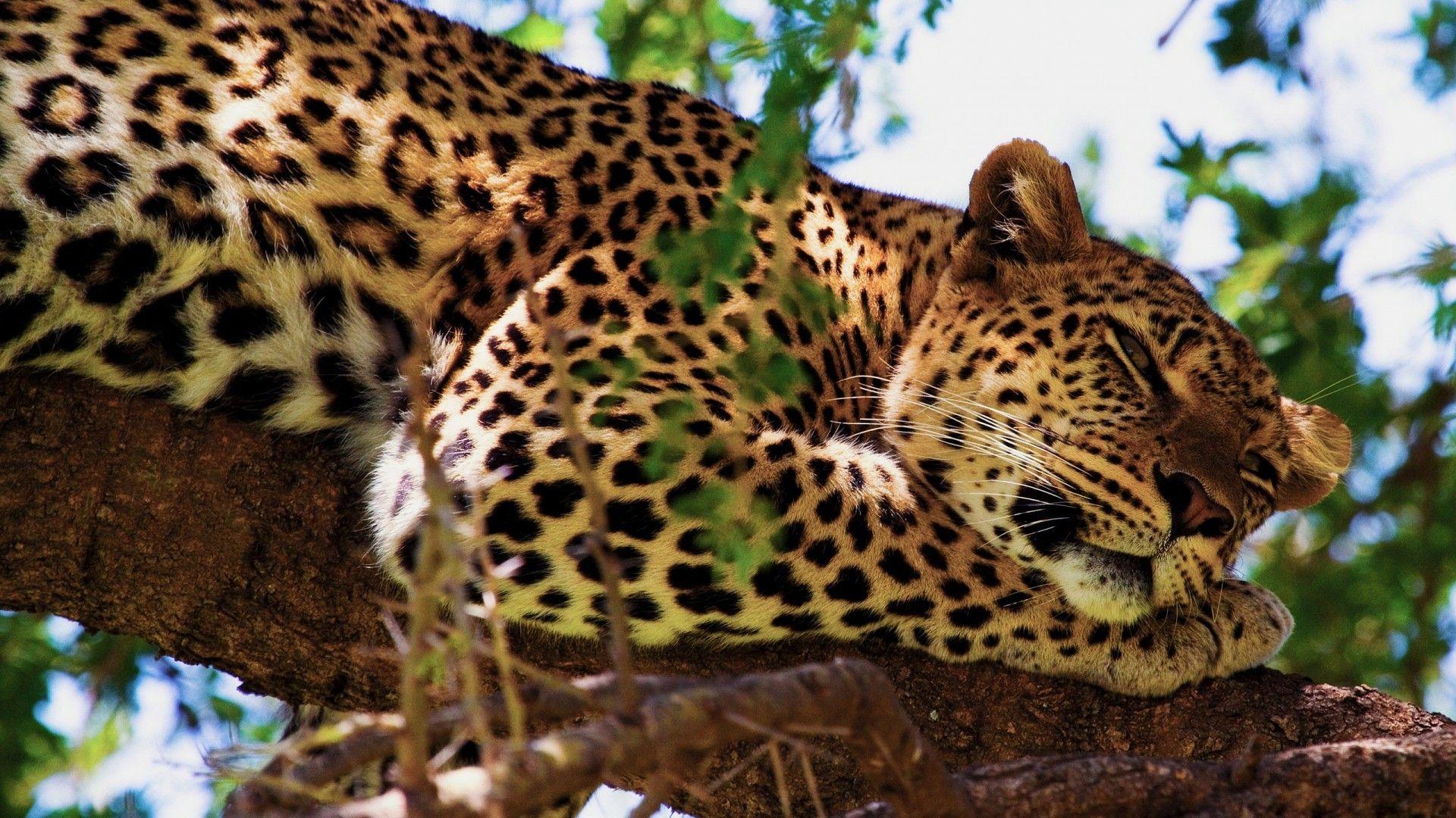 1920x1080 Jaguar Wallpaper