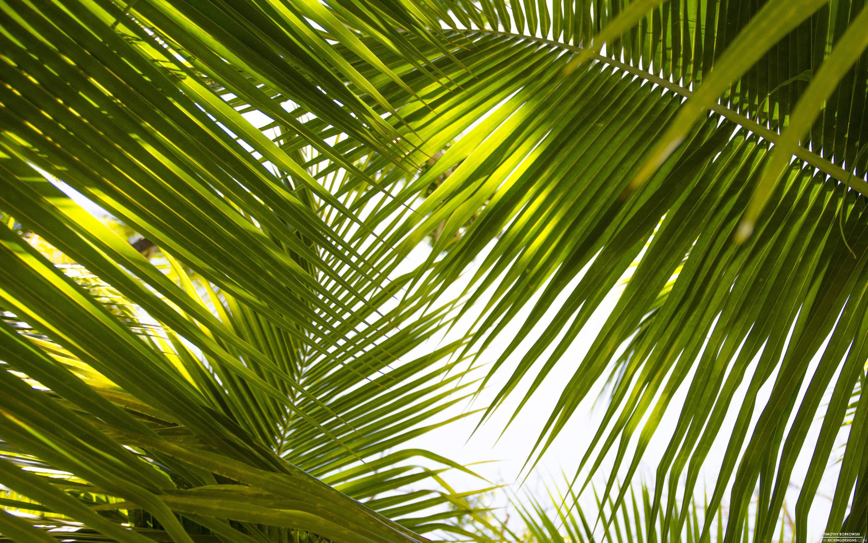 2880x1800 Tropical Leaves 9 17 2015 Wallpaper Background