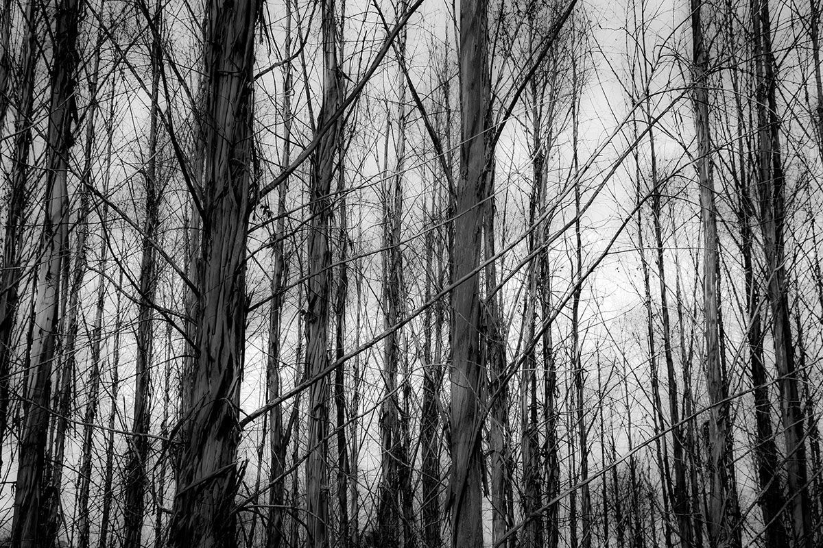 Dead Forest Wallpapers - Top Free Dead Forest Backgrounds - WallpaperAccess