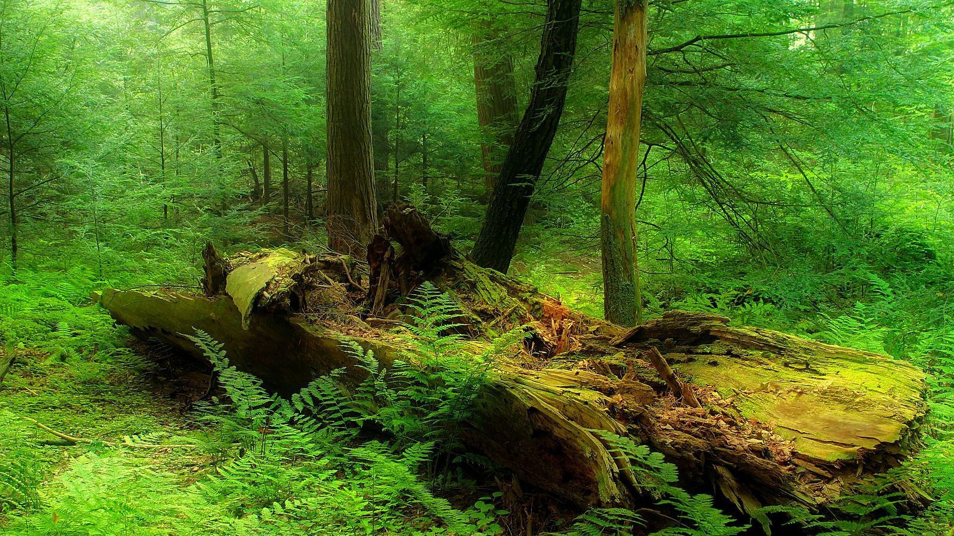 1920x1080 HD desktop wallpaper: Forest, Tree
