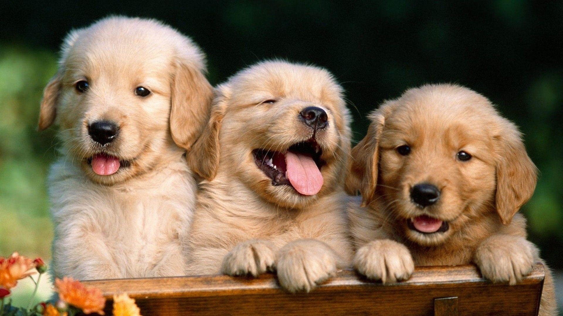 Beautiful Desktop Animal Wallpapers - Top Free Beautiful Desktop Animal ...