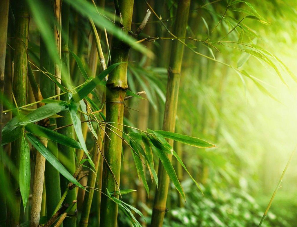 bamboo desktop wallpaper