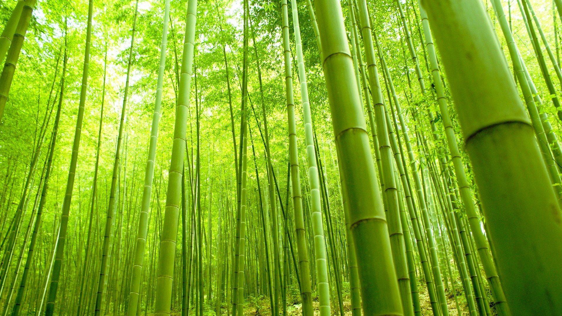 1920x1080 HD Bamboo Desktop Wallpaper For Background Wide Free