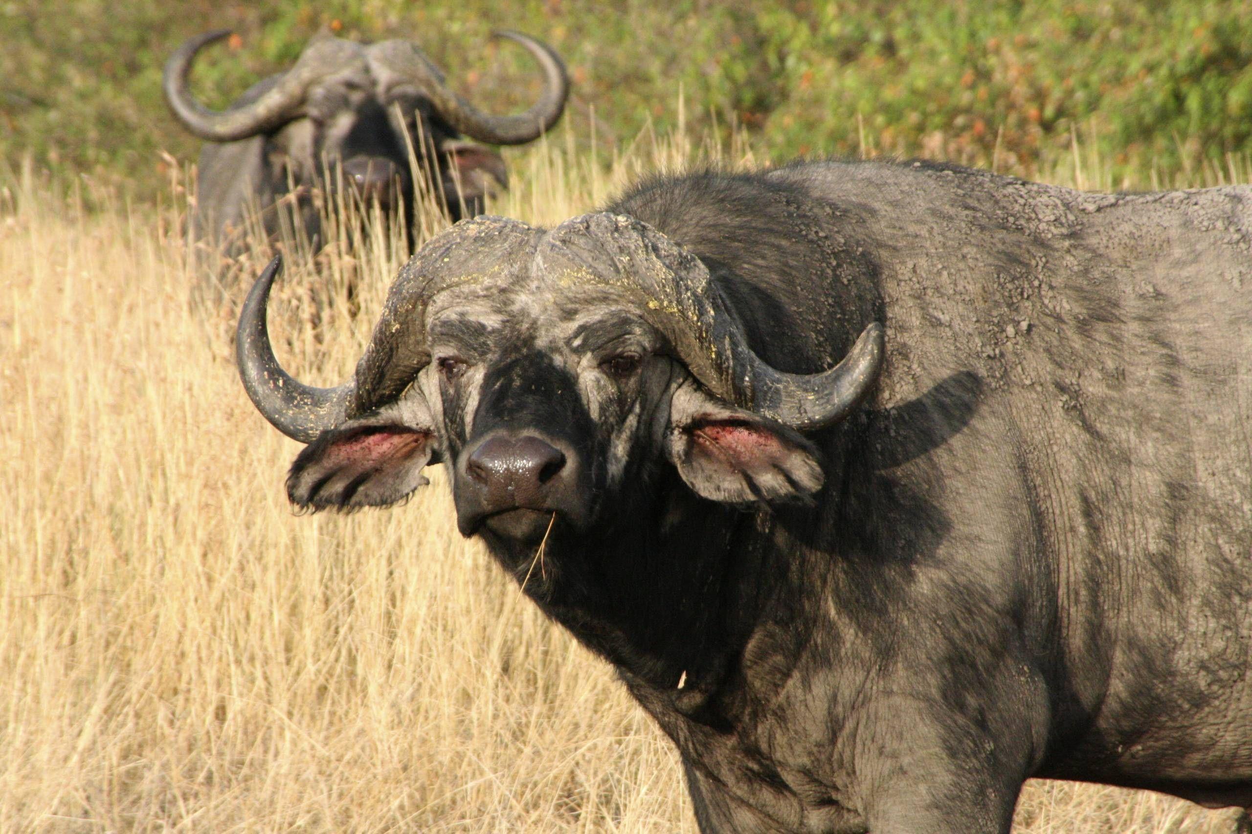 2560x1706 ANIMALS. African buffalo, African, African safari