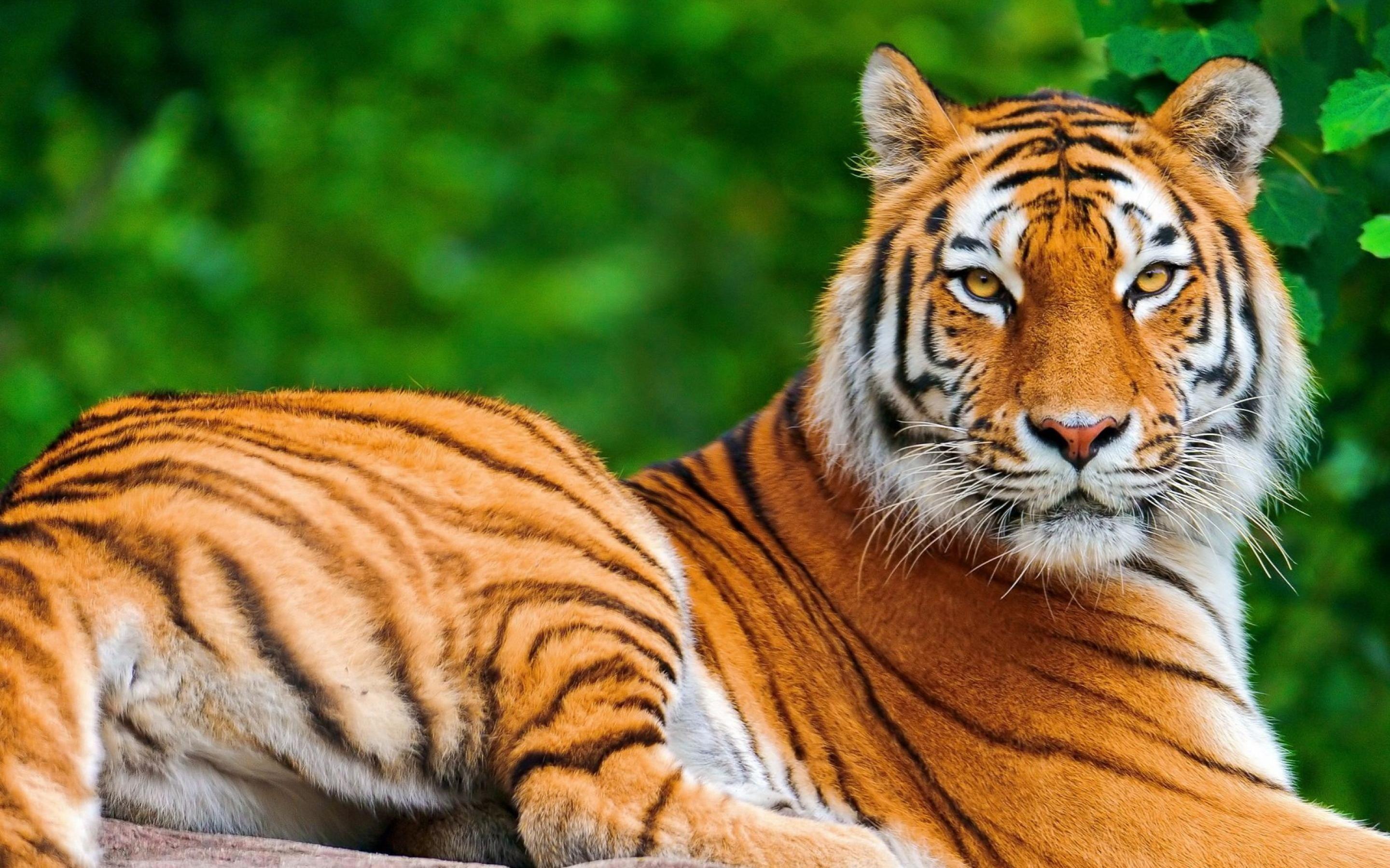 Beautiful Desktop Animal Wallpapers - Top Free Beautiful Desktop Animal