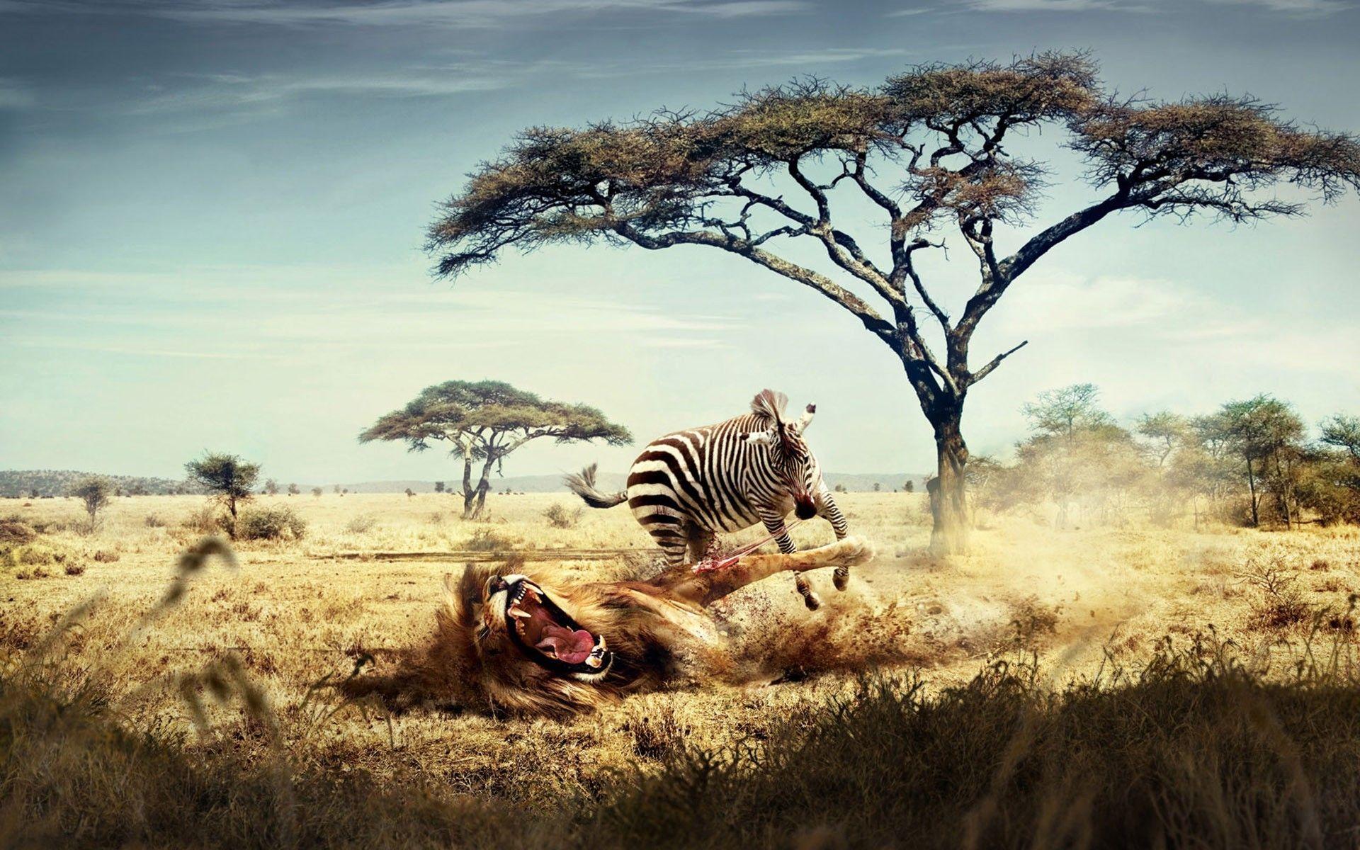 1920x1200 Beautiful Wild Animals Wallpaper Desktop : Animals Wallpaper