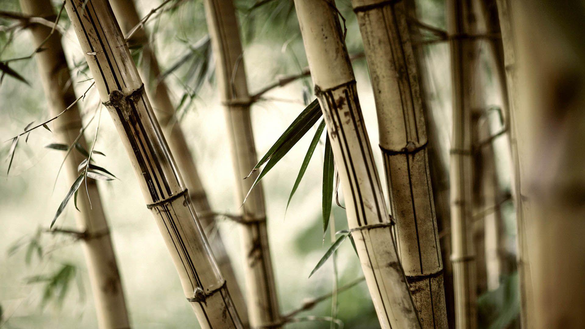 Bamboo HD Wallpapers - Top Free Bamboo HD Backgrounds - WallpaperAccess