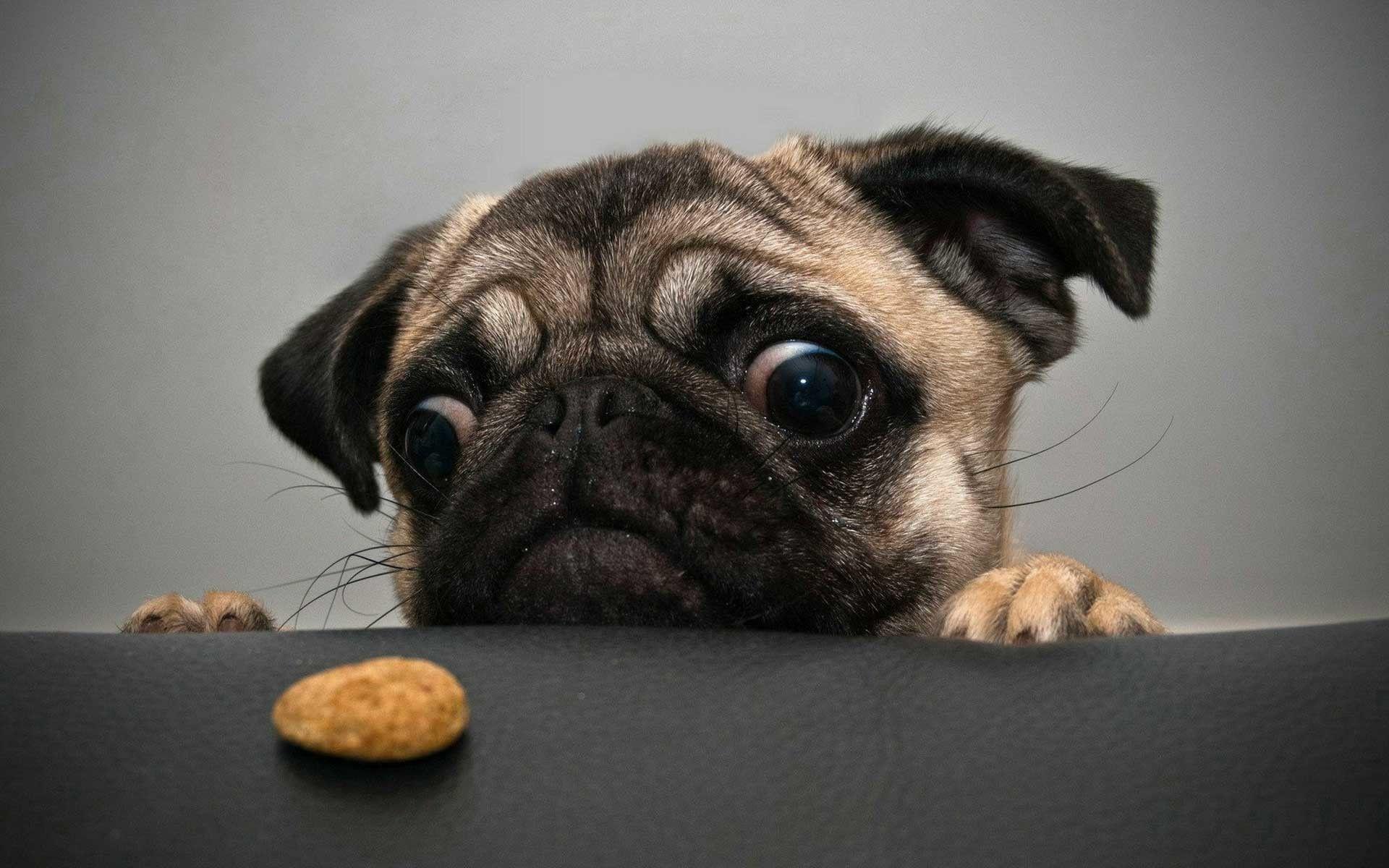 1920x1200 Funny Animal Desktop Background