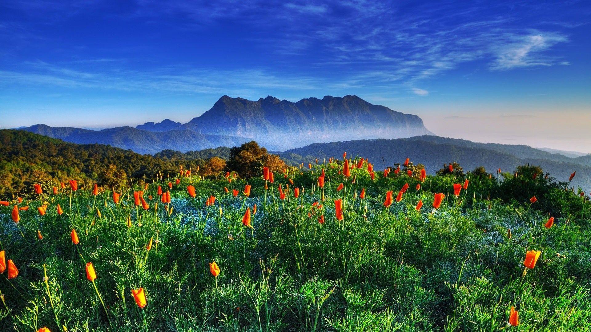 1920x1080 Mountain Poppies Wallpaper