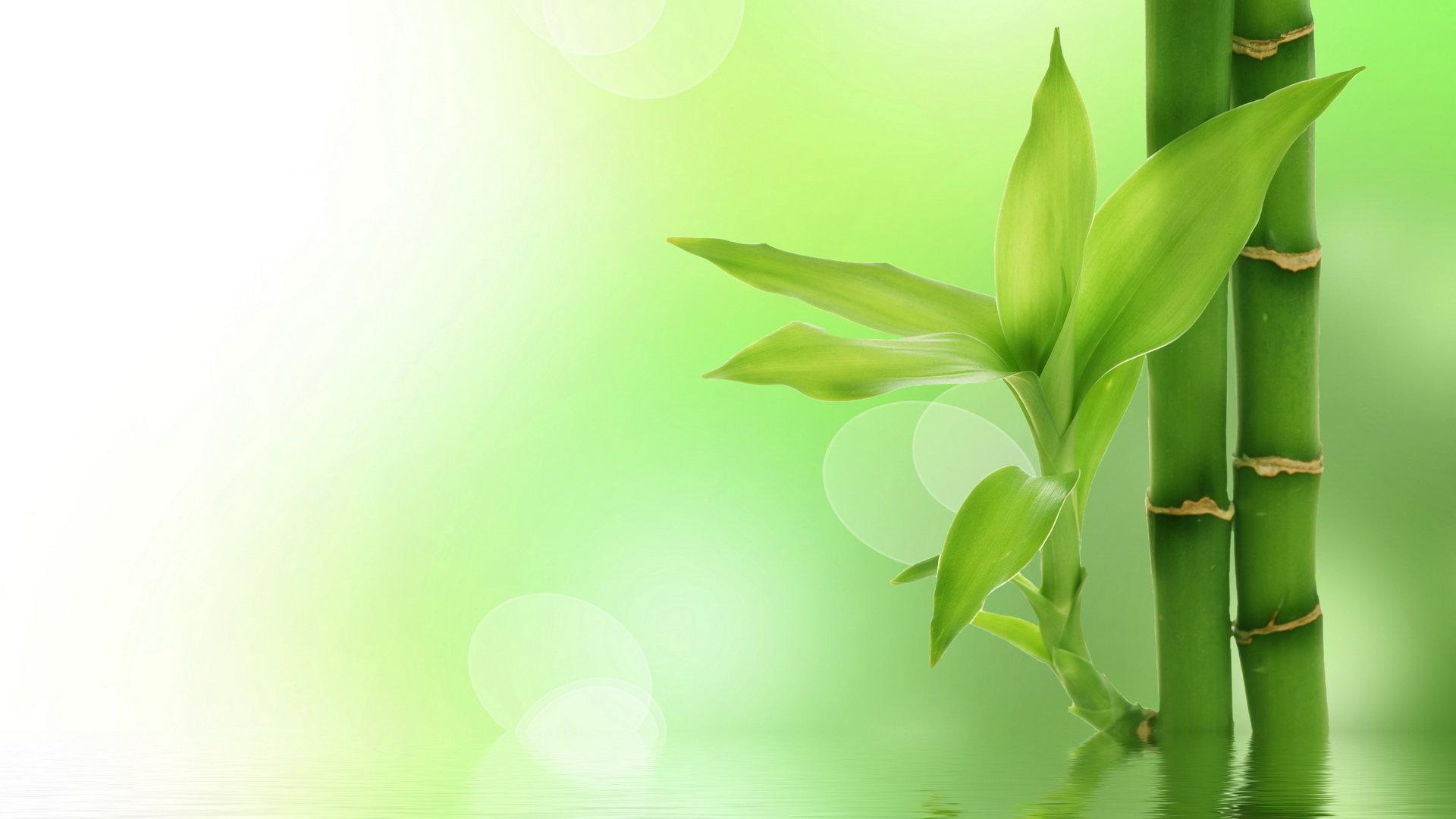 1920x1080 Bamboo wallpaper 1920x1080 Full HD (1080p) desktop background