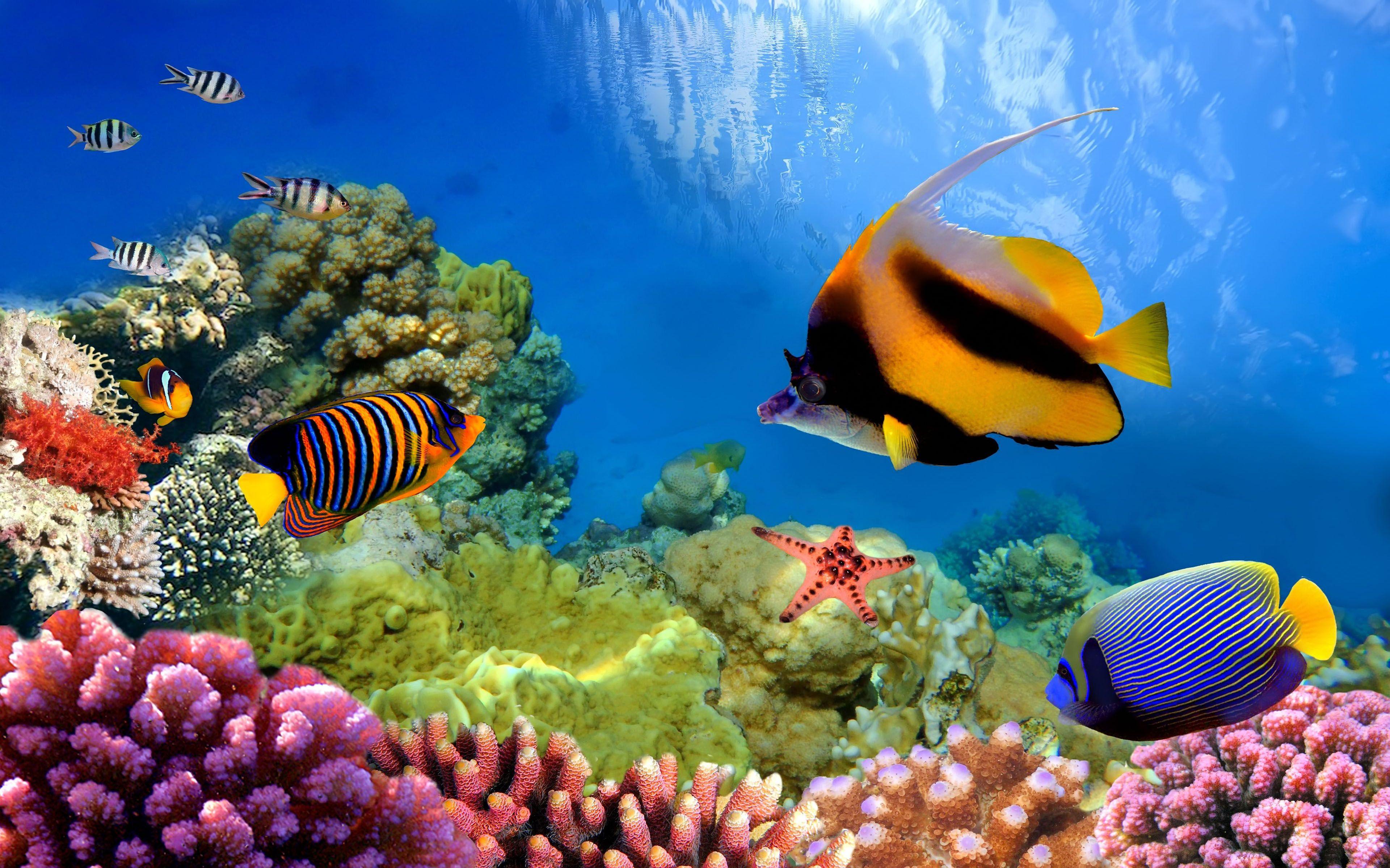 3840x2400 Great Barrier Reef Cuộc sống của tinh bột sinh học dưới đại dương Máy tính để bàn