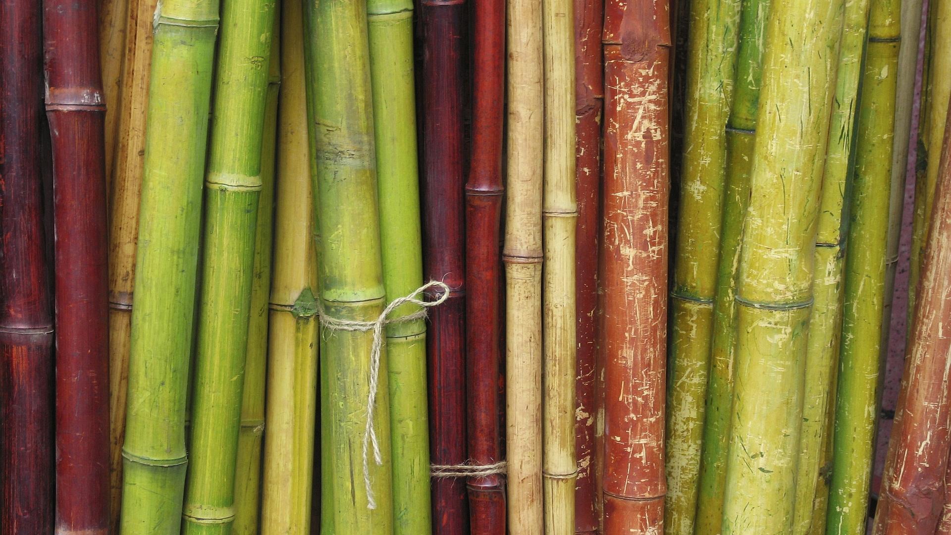 1920x1080 Bamboo Wallpaper 25