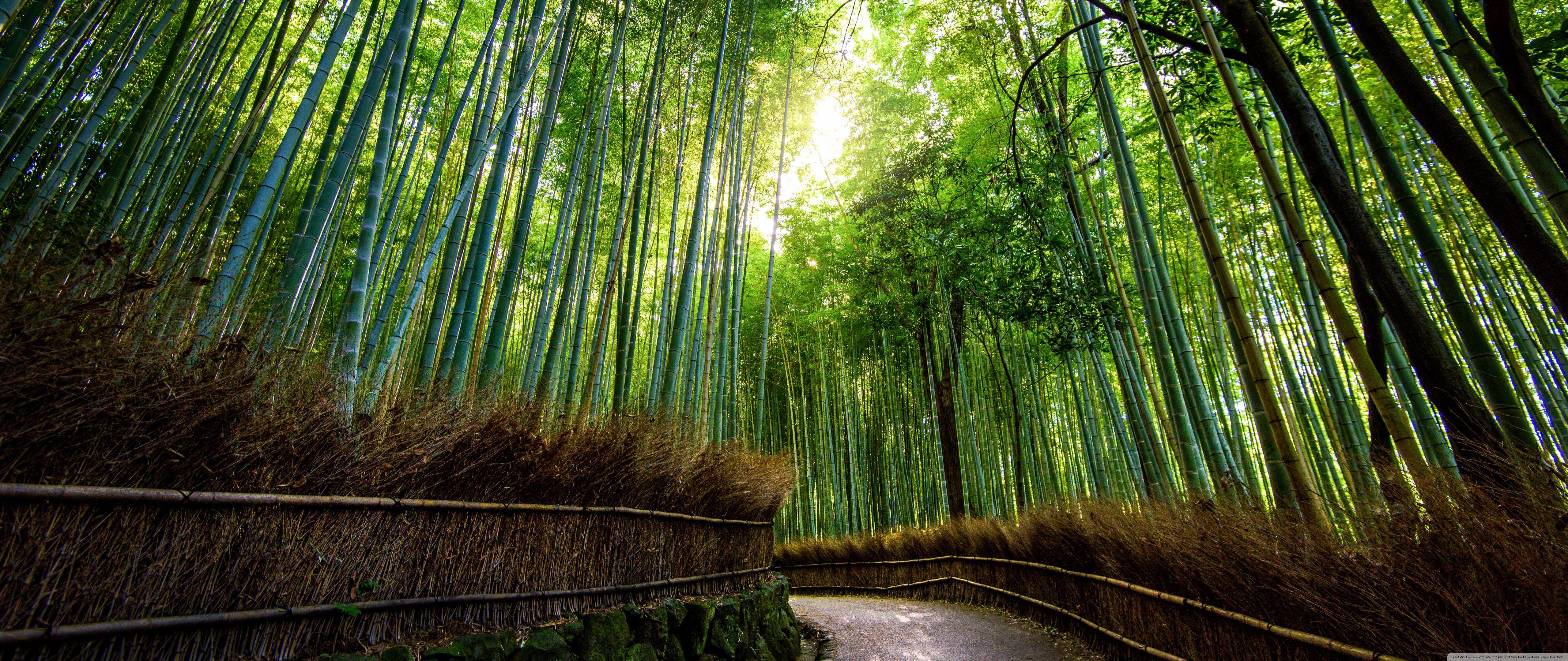 Bamboo Desktop Wallpapers - Top Free Bamboo Desktop Backgrounds ...