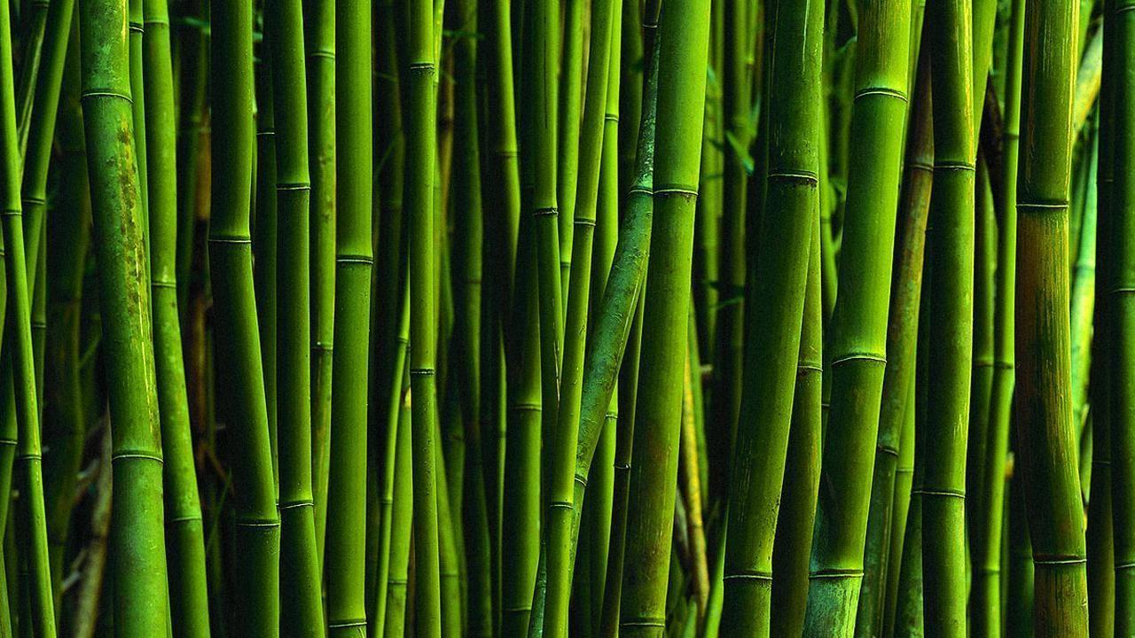 1280x720 Bamboo Desktop Wallpaper. Fantastic wallpaper, Desktop wallpaper, Bamboo