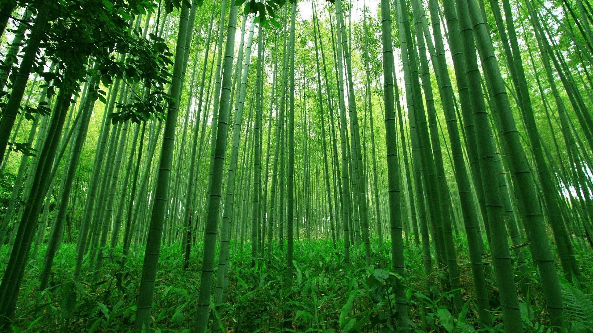 1920x1080 Bamboo Desktop Wallpaper background picture