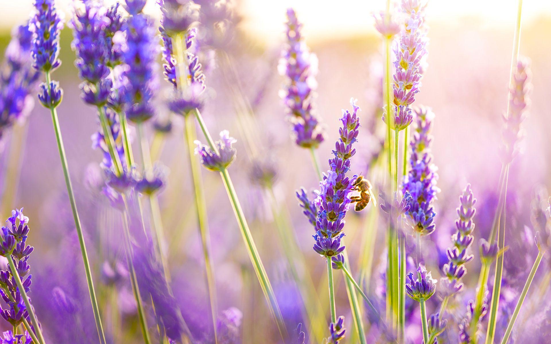 Màu tím hương làm nên vẻ đẹp ẩn hiện trong cánh đồng lavender. Tất cả những gì khiến cho chúng ta cảm thấy yên bình, tươi mới và sống động đều hiện diện trong bức ảnh thiên nhiên này. Hãy thưởng thức vẻ đẹp tuyệt vời này thông qua hình ảnh cánh đồng lavender rực rỡ. (Translation: The purple color makes up the beauty hidden in the lavender field. All that makes us feel peaceful, fresh, and vibrant are present in this natural image. Enjoy this amazing beauty through the bright lavender field image.)