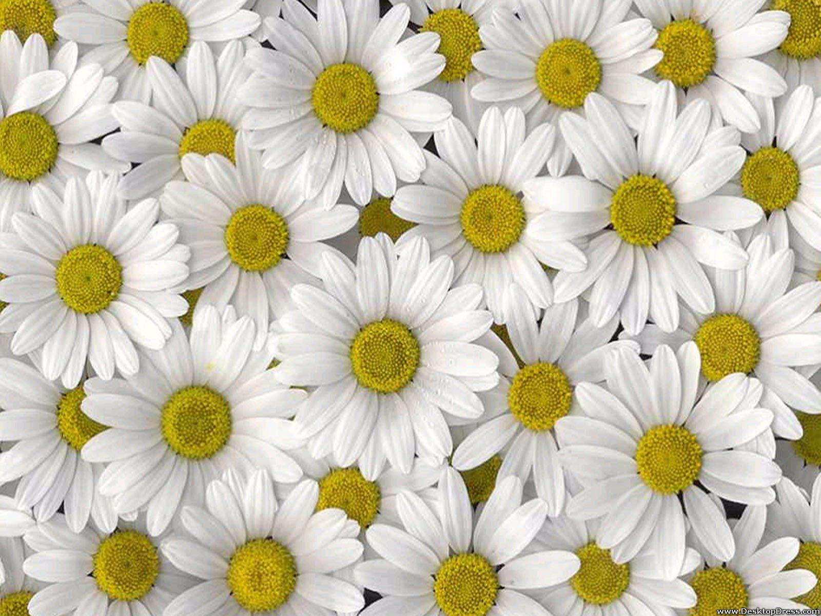 1600x1200 Desktop Wallpaper Flowers Background Daisies