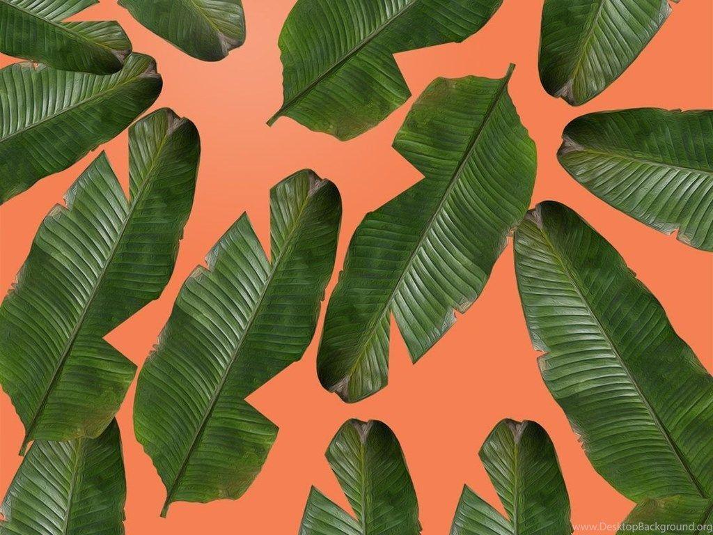 Banana leaves. Банановые листья. Банановые листья Эстетика. Банановые листья хорошее качество. Обои банановые листья.