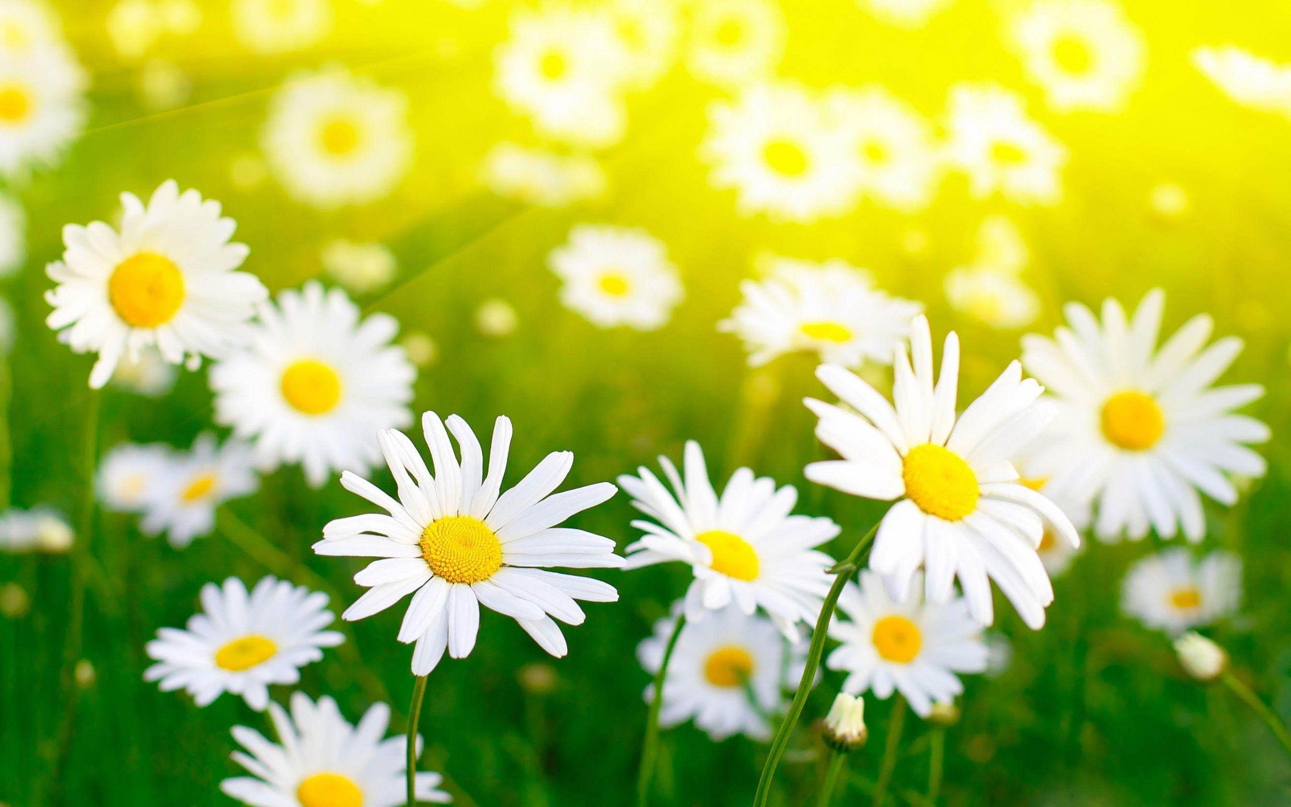 2560x1600 White, Daisies, Field, High, Resolution, Wallpaper, Free