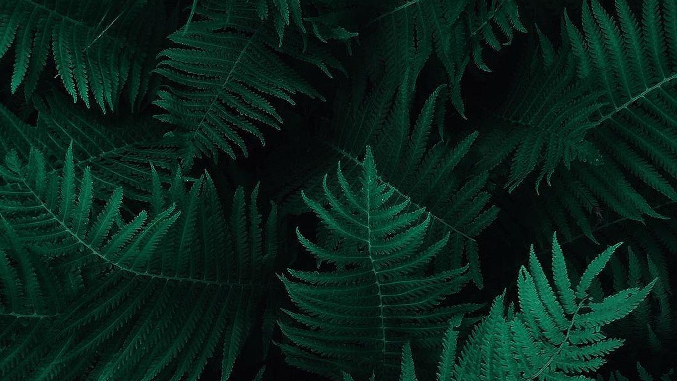 Green Leaves Desktop Wallpapers - Top Free Green Leaves Desktop