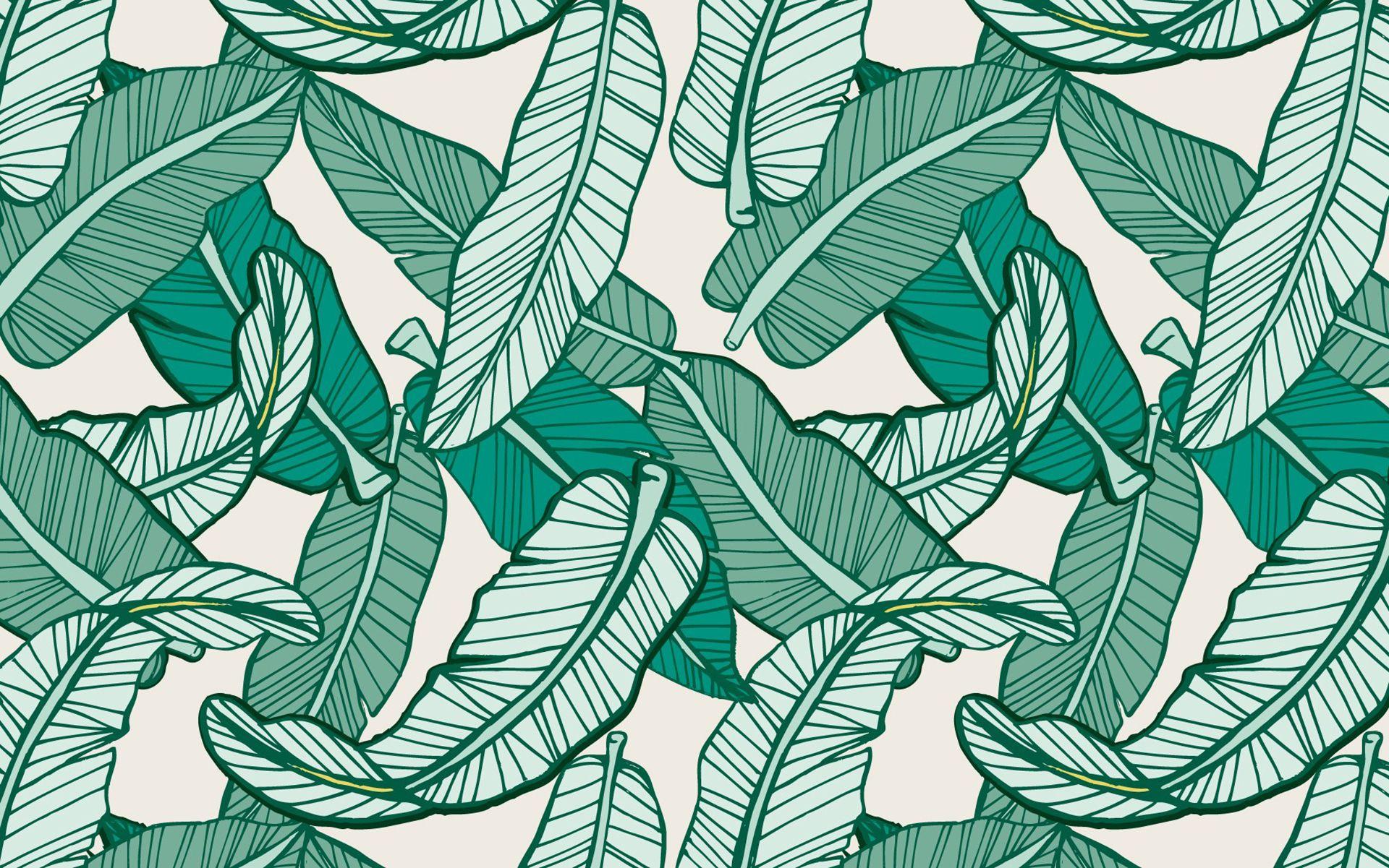 1920x1201 Banana Leaf Image Free