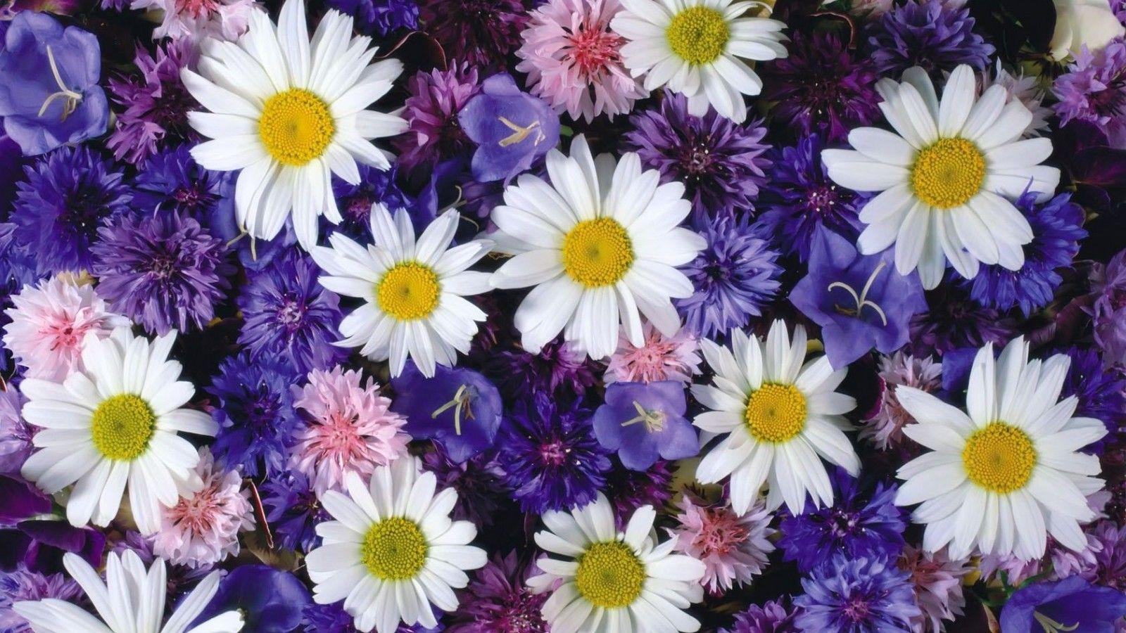 1600x900 Daisy HD Wallpaper 09561