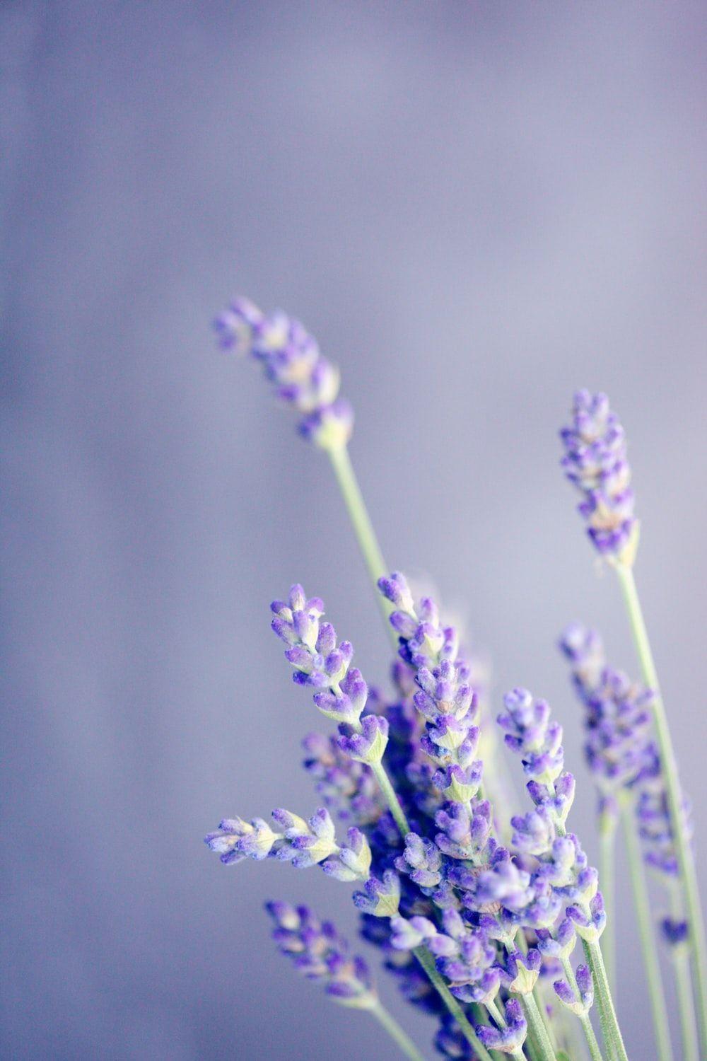 Chia sẻ với hơn 74 hình nền hoa lavender đẹp siêu hot  Tin Học Vui