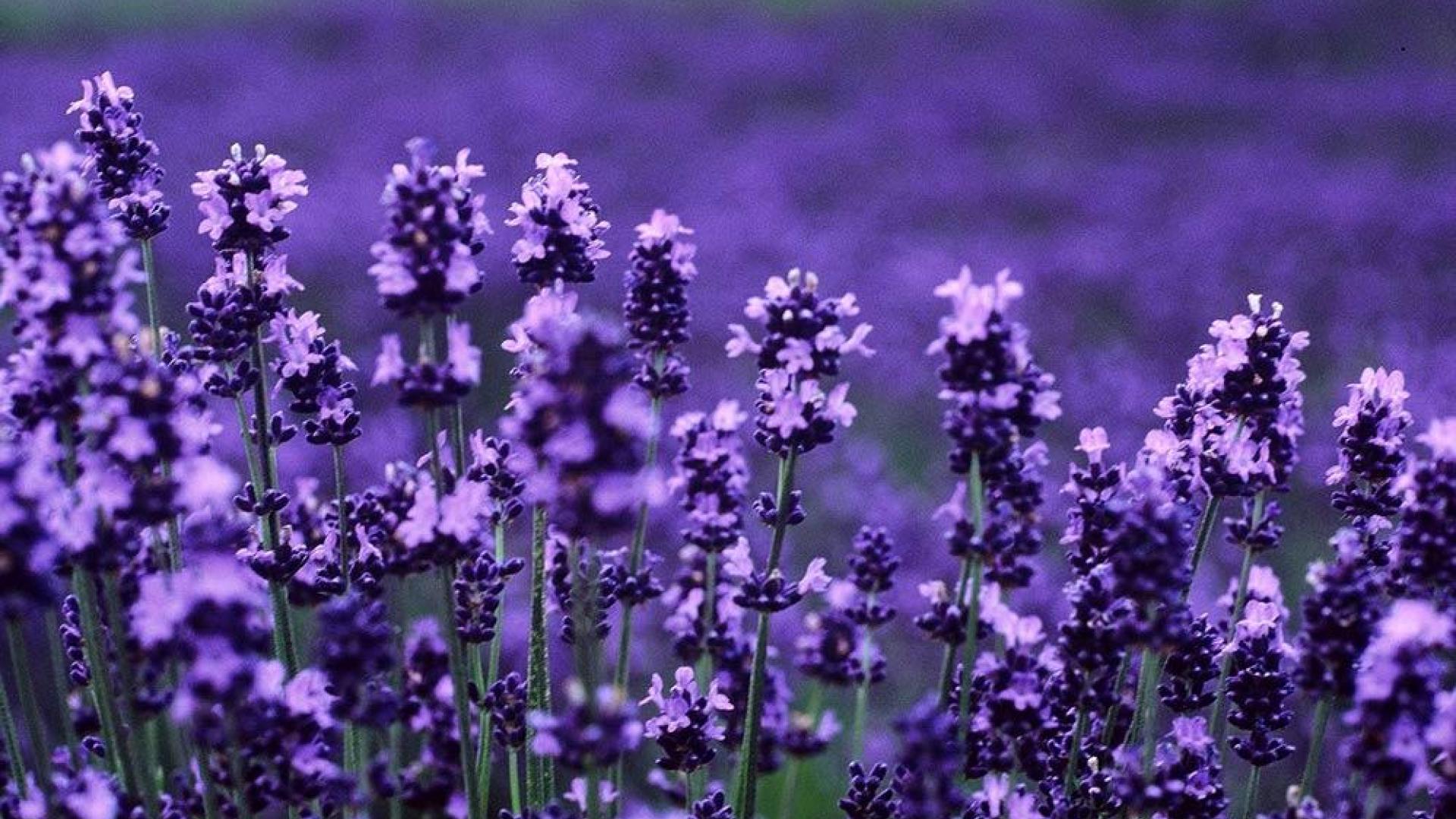 Lavender Desktop Wallpapers - Top Free Lavender Desktop Backgrounds ...