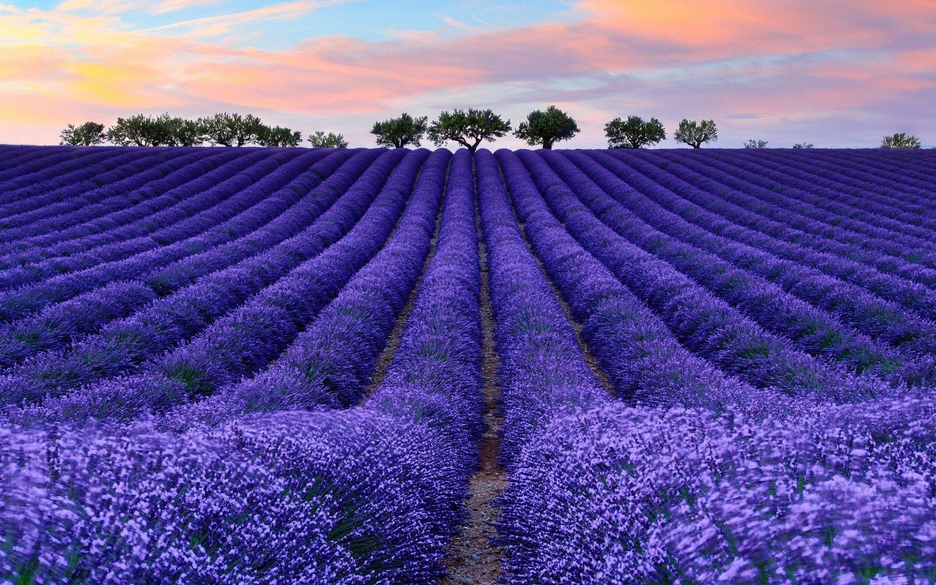 Lavender wallpapers hd desktop backgrounds images and pictures