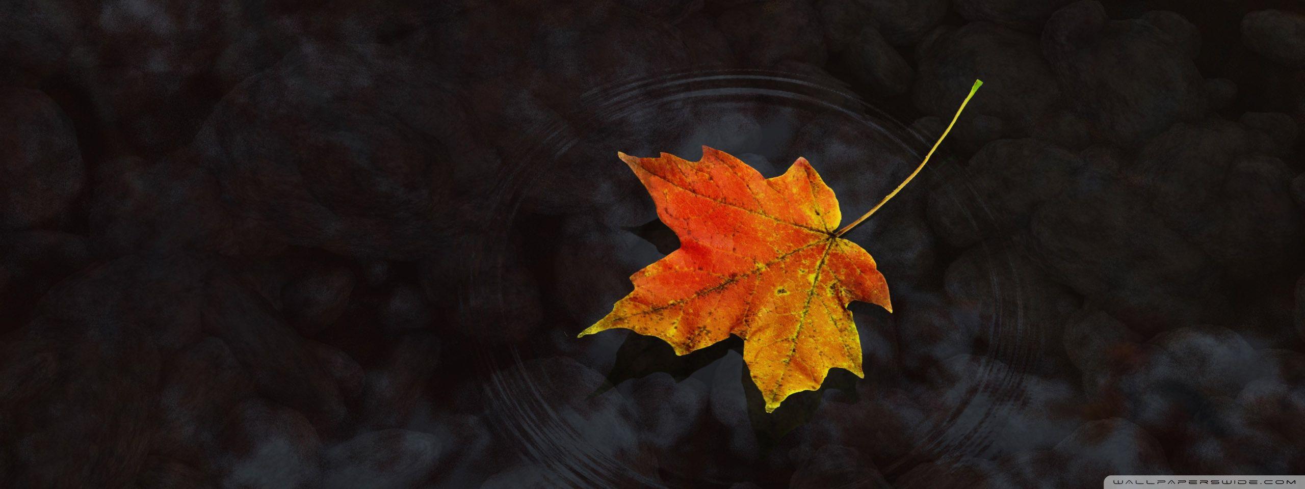 2560x960 Maple Leaf On Water ❤ 4K HD Desktop Wallpaper for 4K Ultra