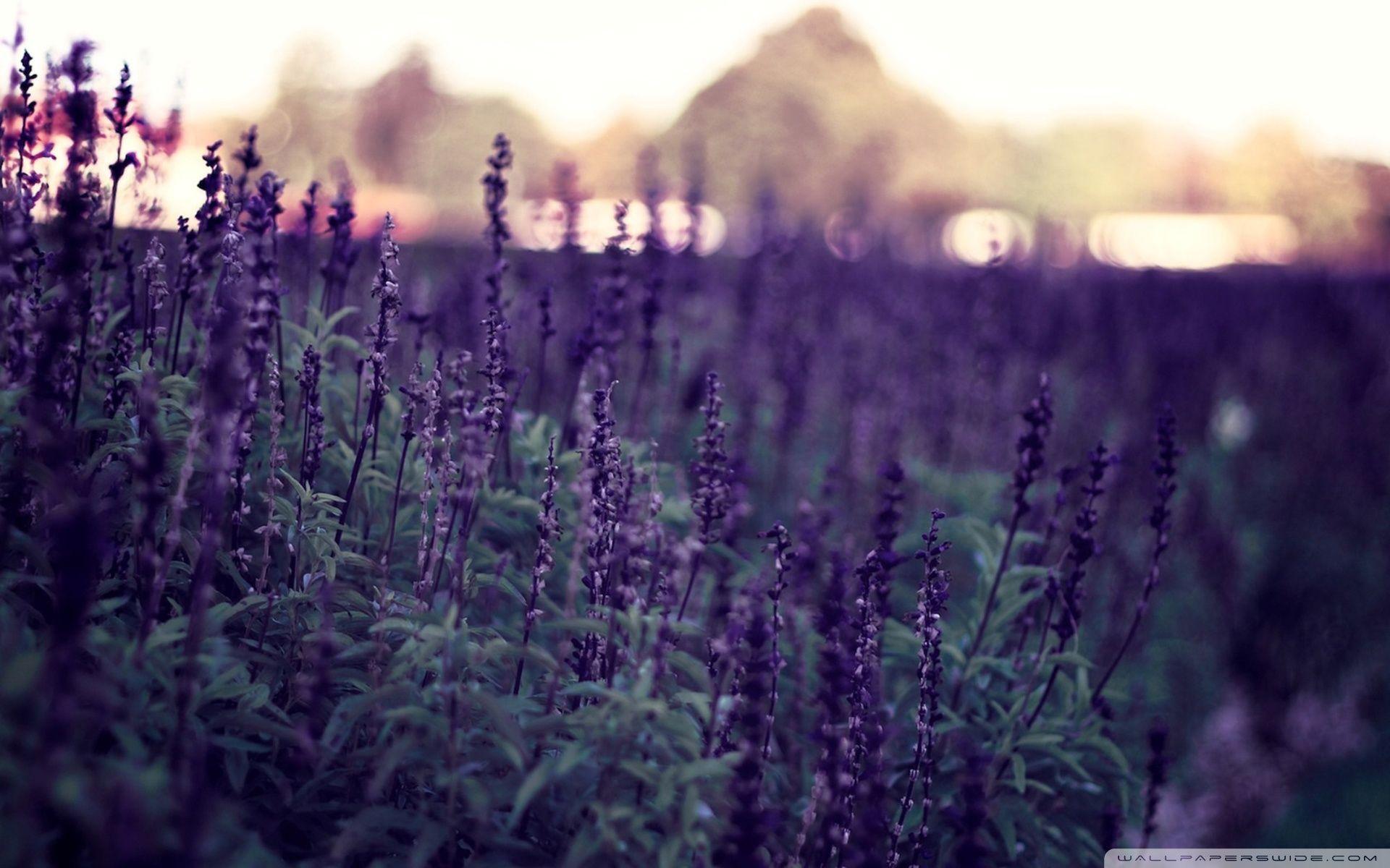 Lavender Desktop Wallpapers - Top Free Lavender Desktop Backgrounds