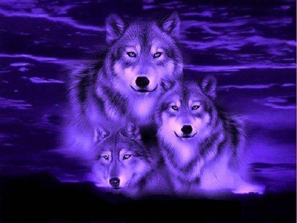 Blue Wolf Wallpapers Top Free Blue Wolf Backgrounds