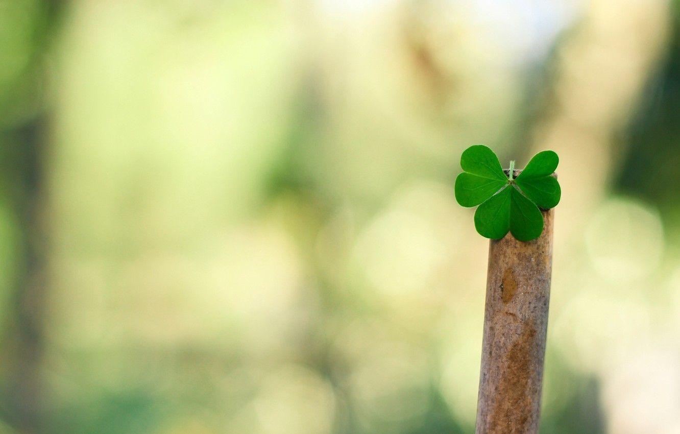 1332x850 Wallpaper leaves, macro, green, background, Wallpaper, plant