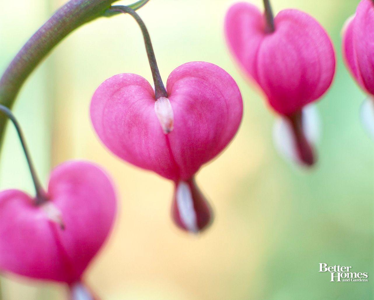 1282x1027 valentine's day desktop background. Office Ink Blog