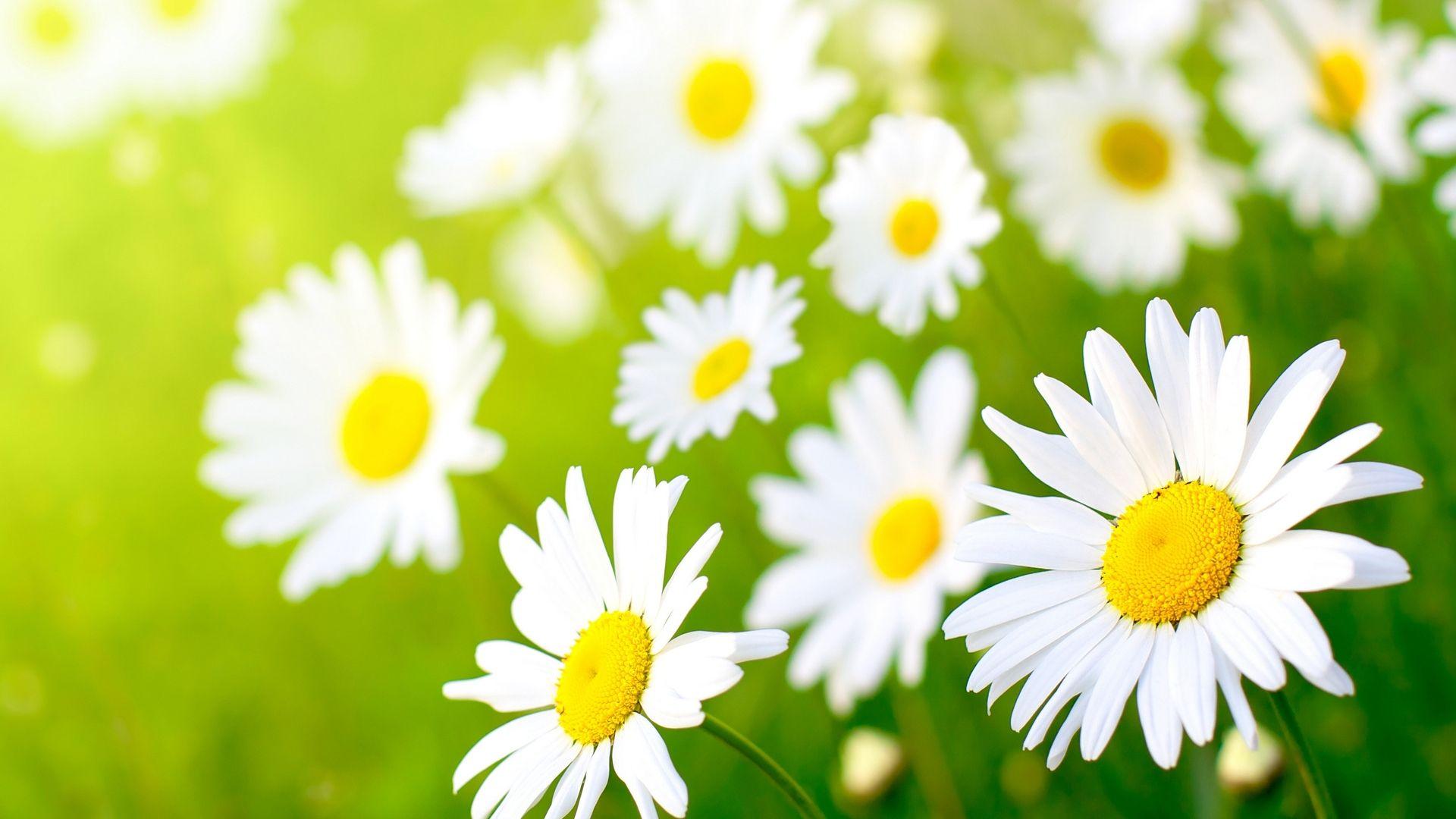 1920x1080 Desktop Daisy HD Wallpaper PixelsTalk 1920x1080
