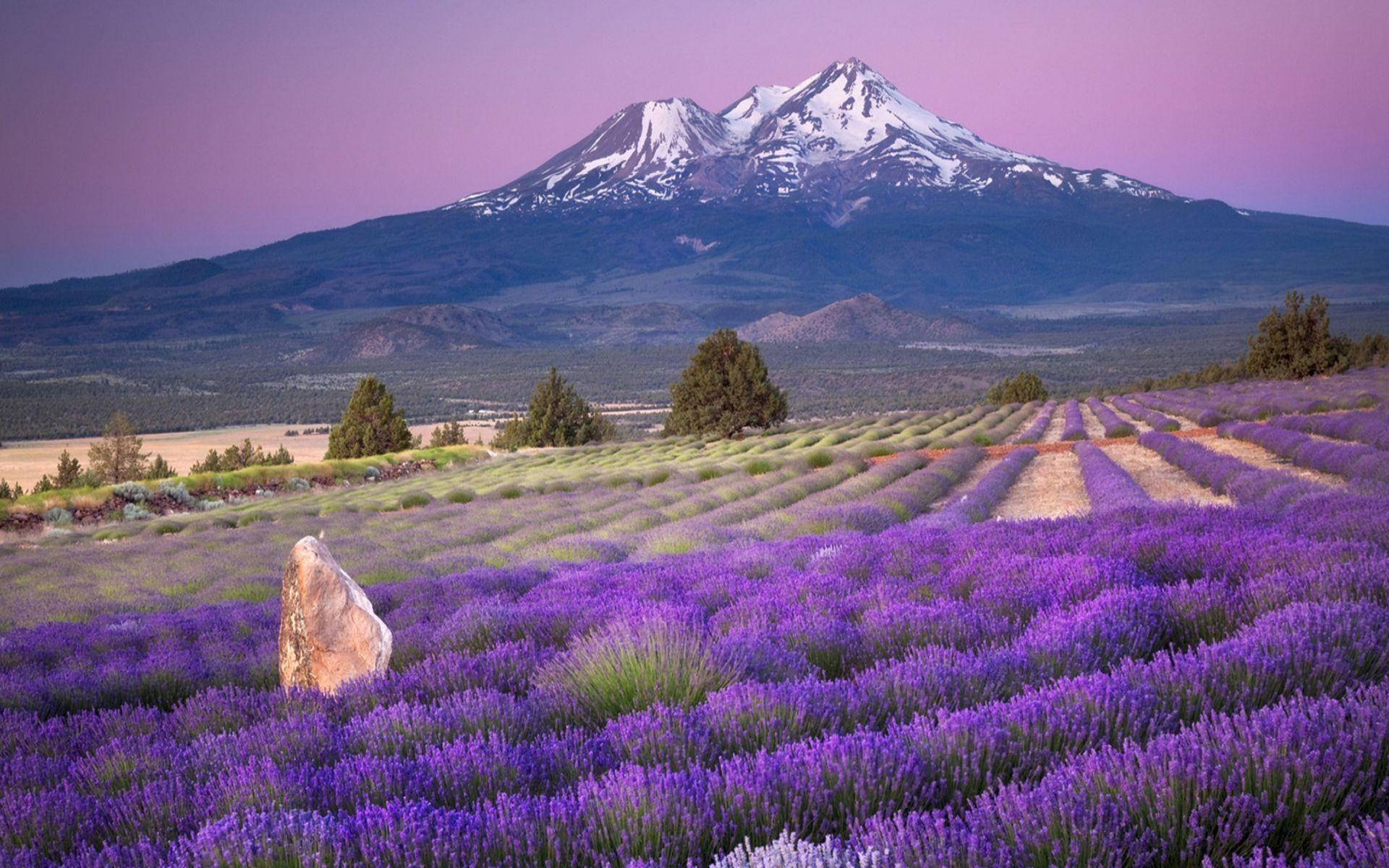 Lavender Desktop Wallpapers Top Free Lavender Desktop Backgrounds