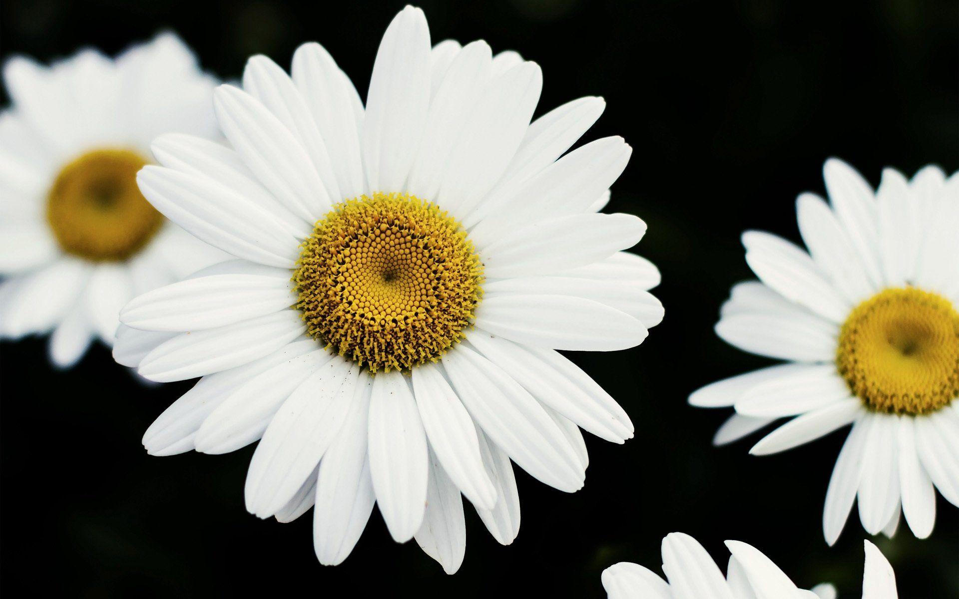 Daisy Desktop Wallpapers Top Free Daisy
