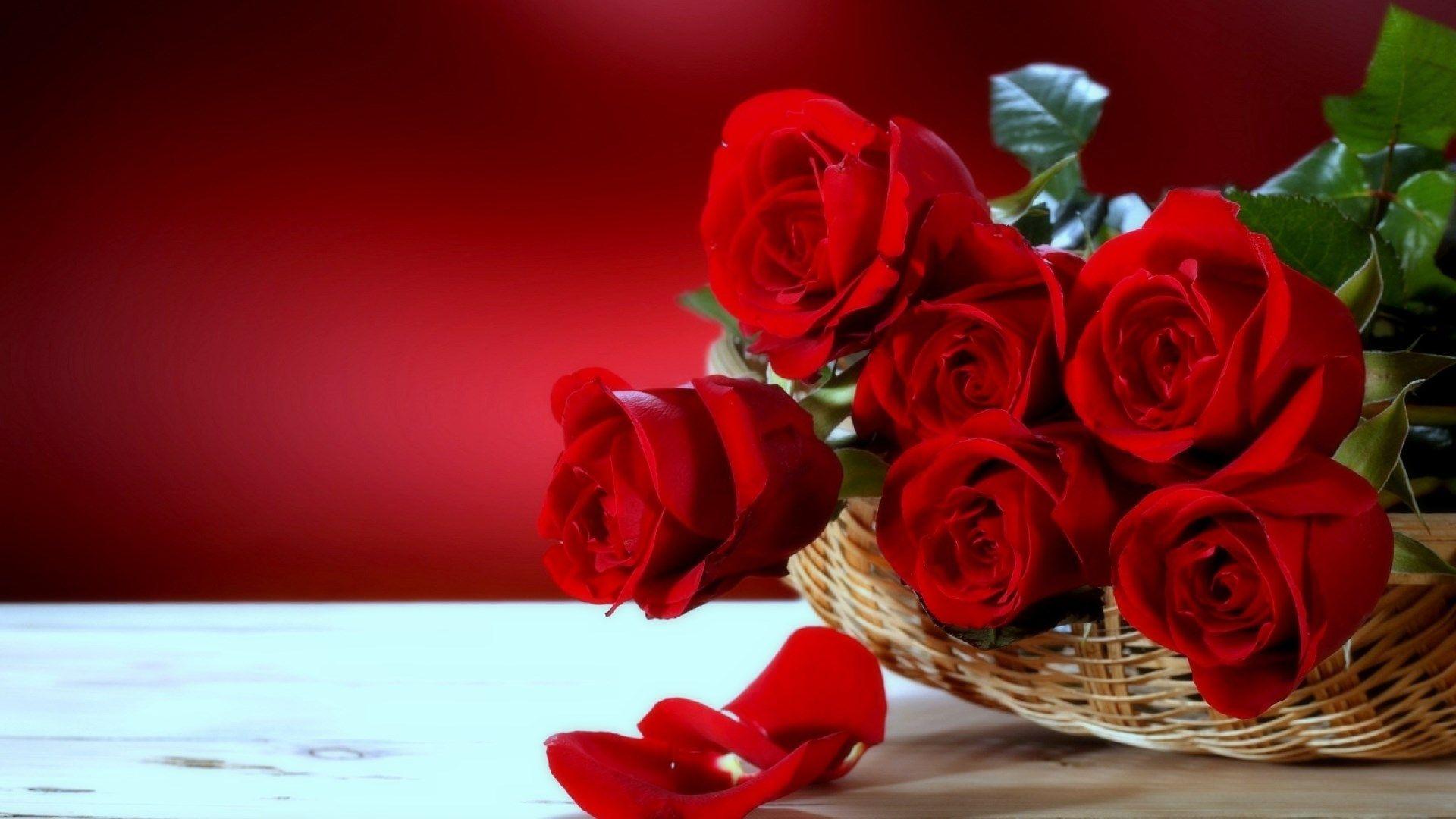1920x1080 1920x1080 rose desktop wallpaper free JPG 200 kB