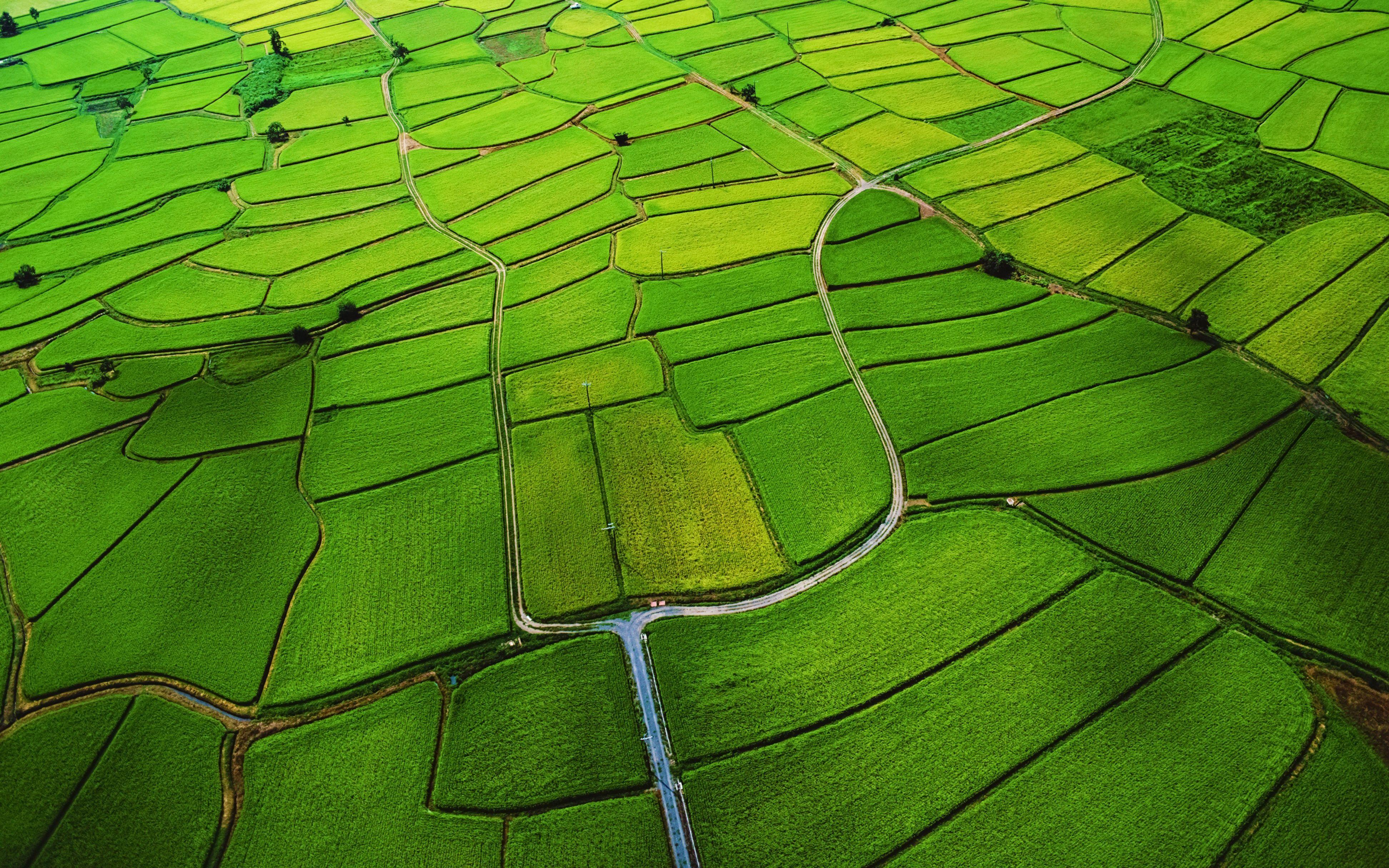 3888x2430 Rice Paddy. Digital Color. World wallpaper, Green farm