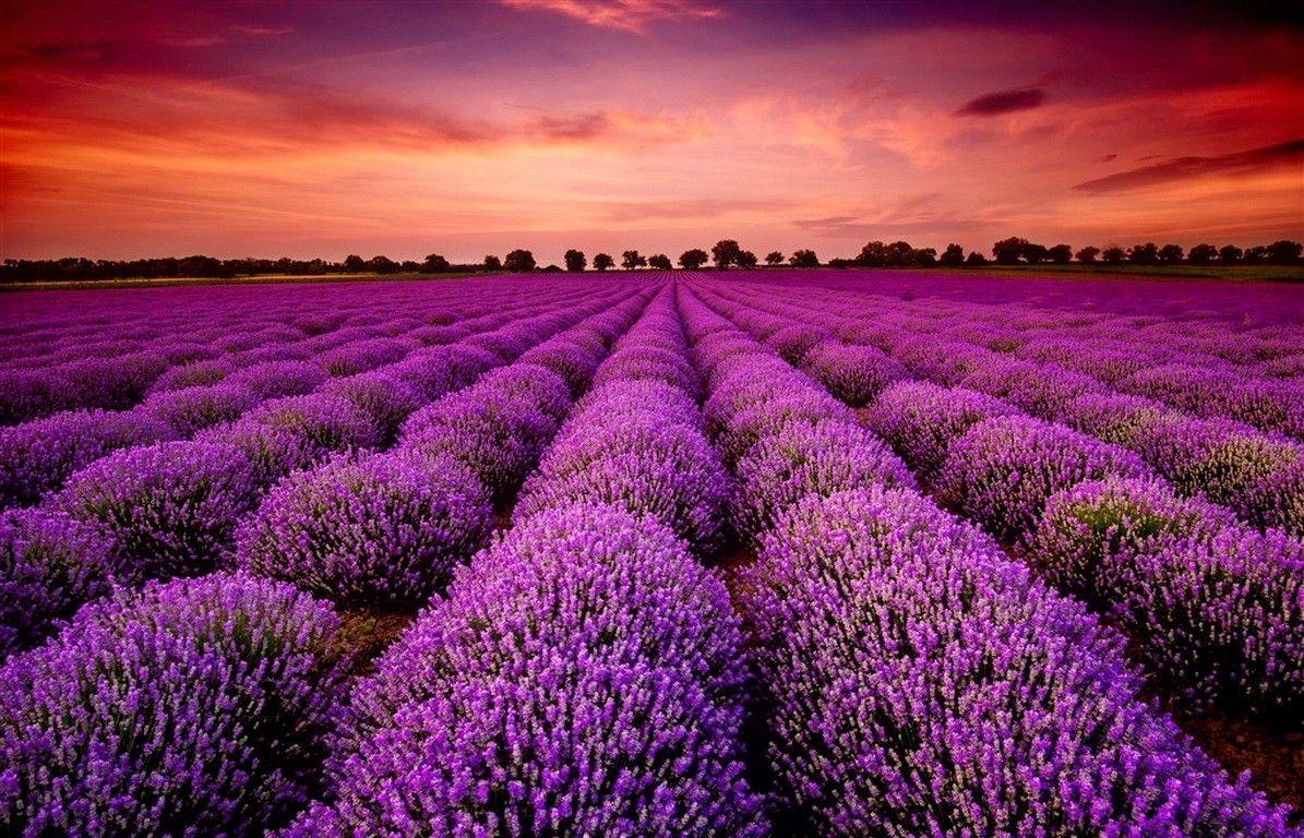 Hình nền hoa lavender cho iphone  Hình nền hoa lavender cho  Flickr