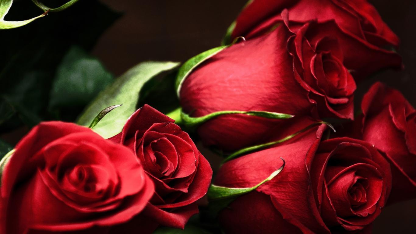 1366x768 Red Rose Desktop Wallpaper