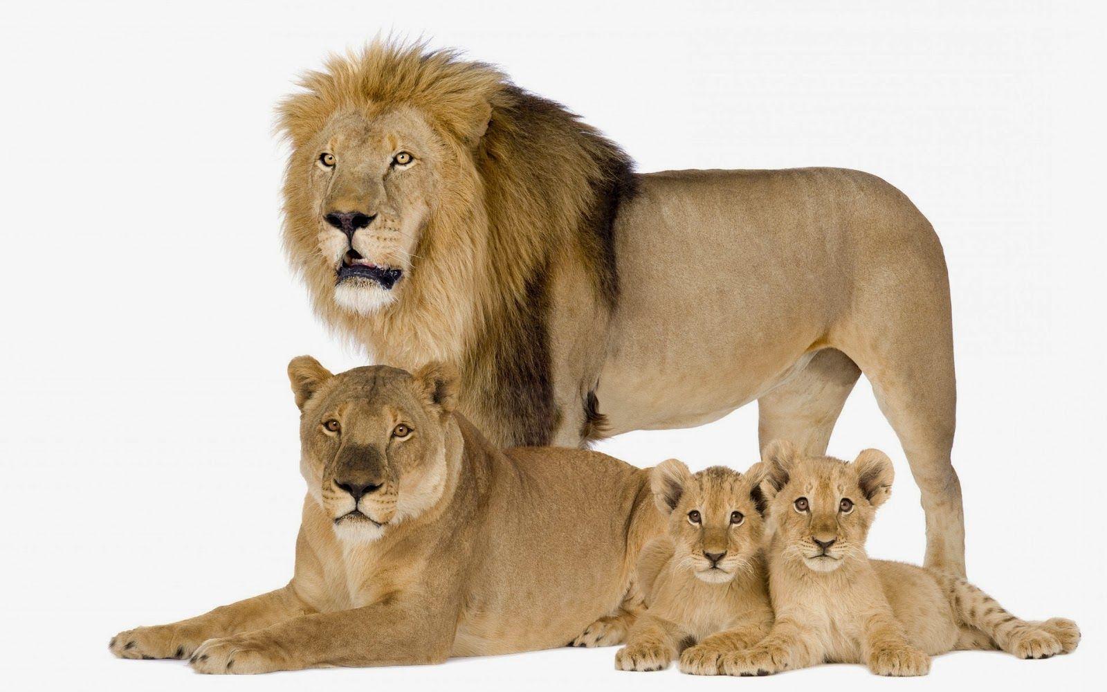 1600x1000 Lion Family HQ Desktop Wallpaper 19421