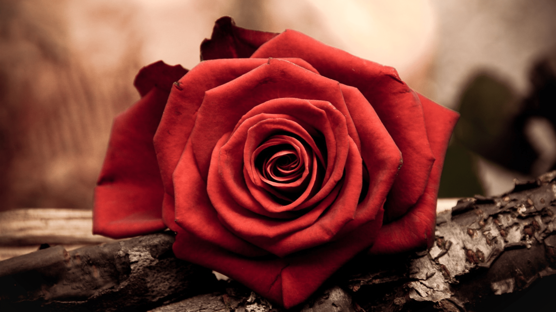 1920x1080 Rose Desktop Wallpaper, Picture