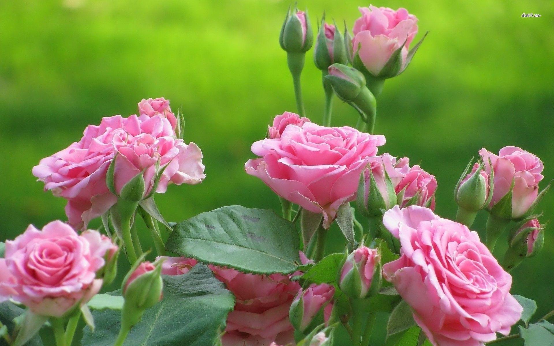 1920x1200 Roses Wallpaper for Desktop