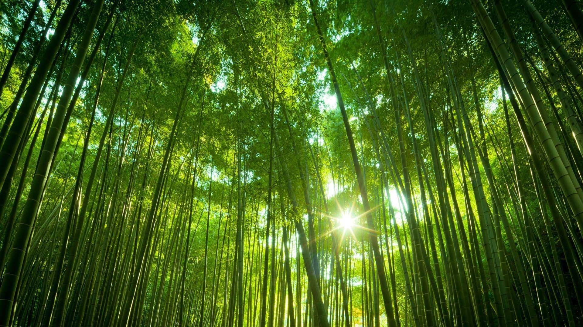 1920x1080 Green Bamboo hình nền