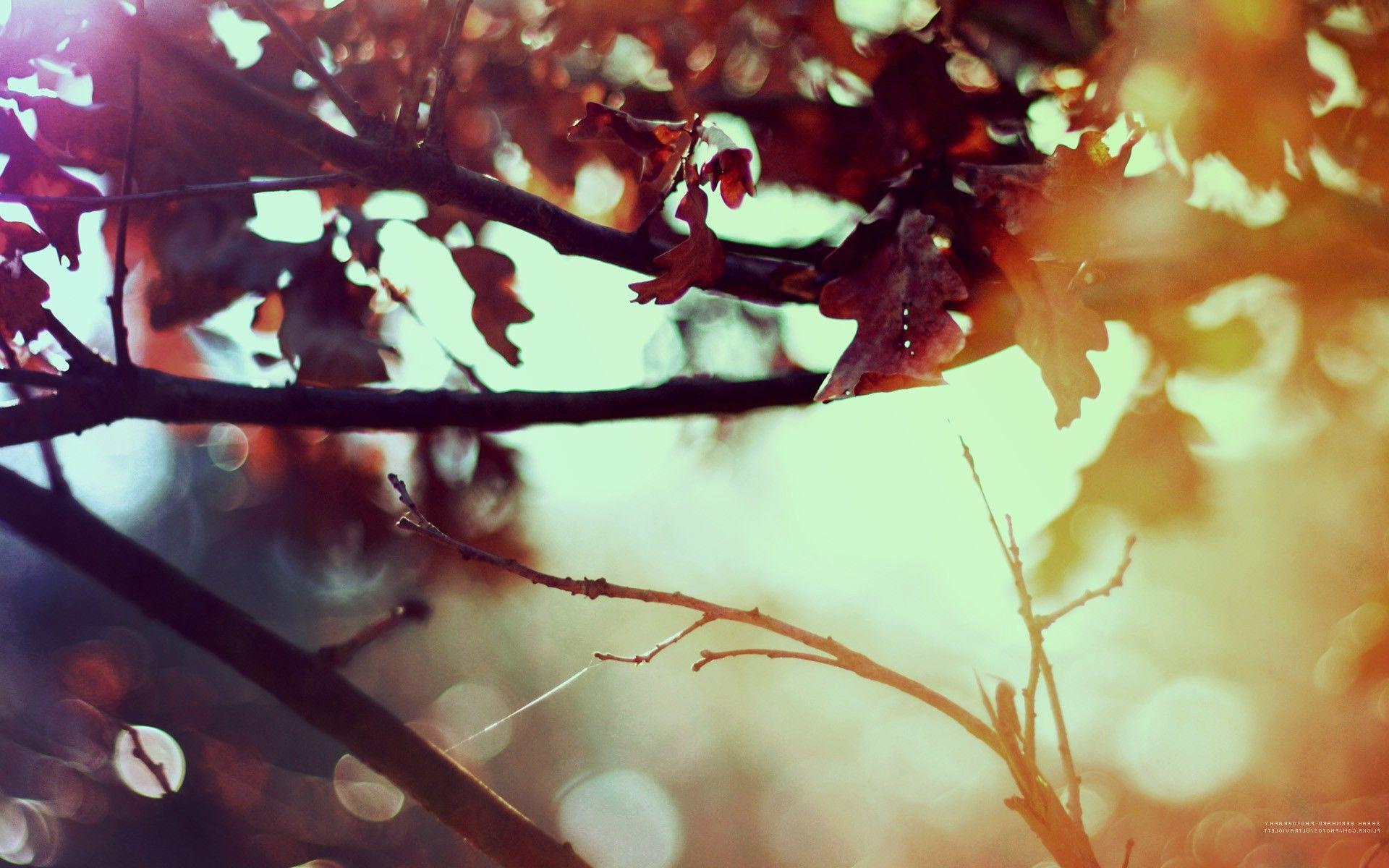 1920x1200 nature, Leaves, Fluid, Sunlight Wallpaper HD / Desktop