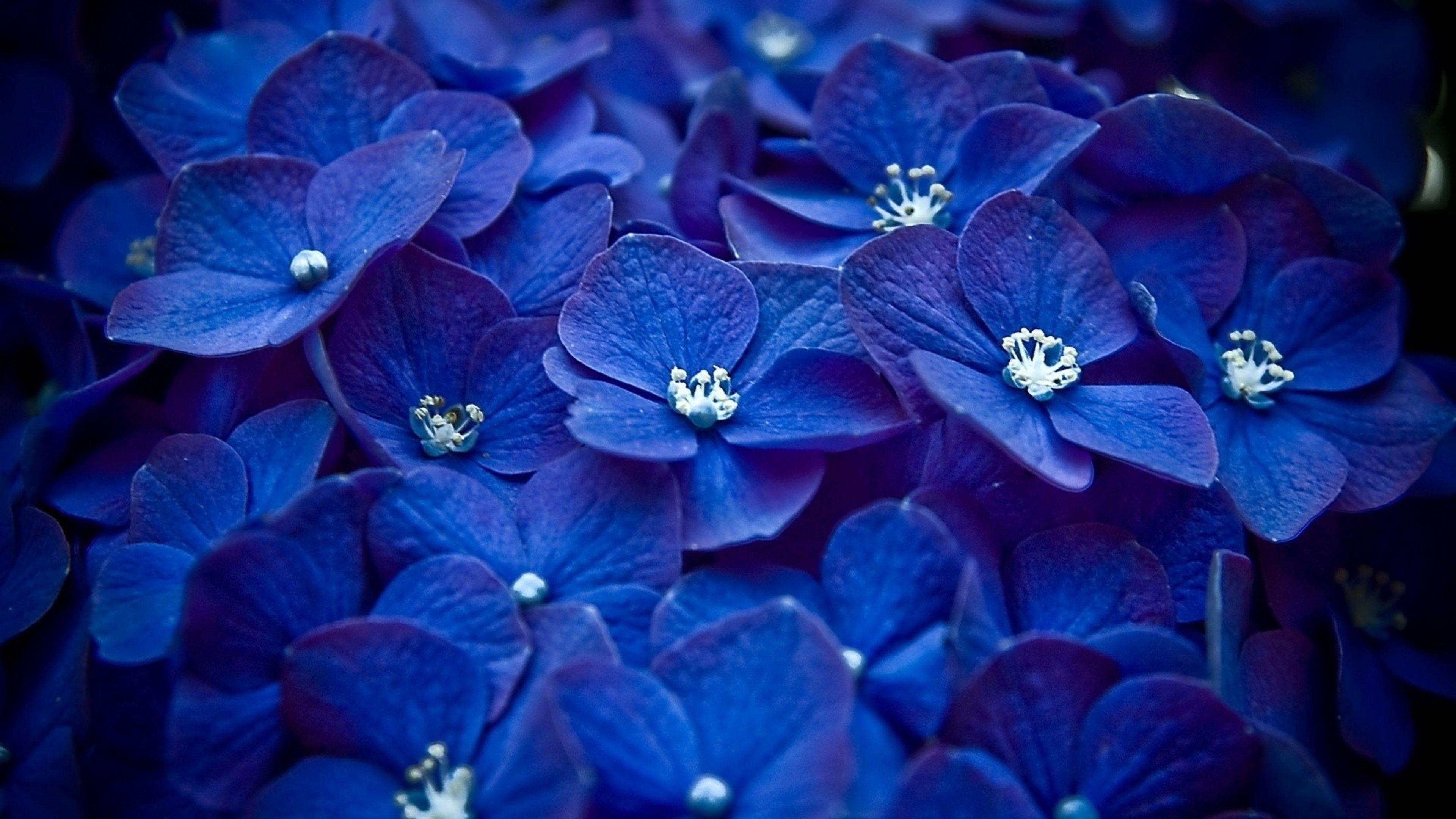 3840x2160 4K Blue Flowers Wallpaper High Quality