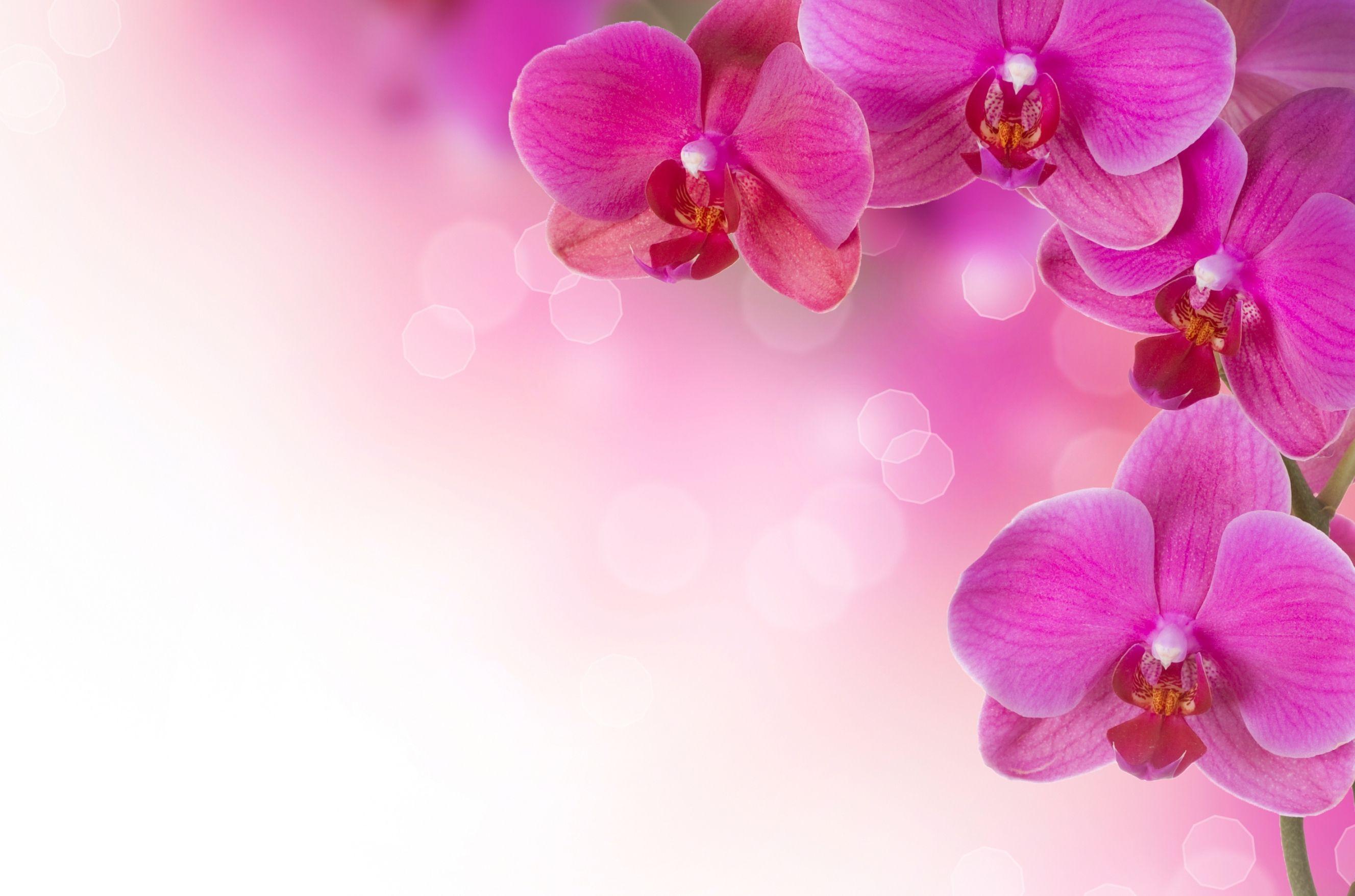 Pink Orchid Wallpapers - Top Free Pink Orchid Backgrounds - WallpaperAccess